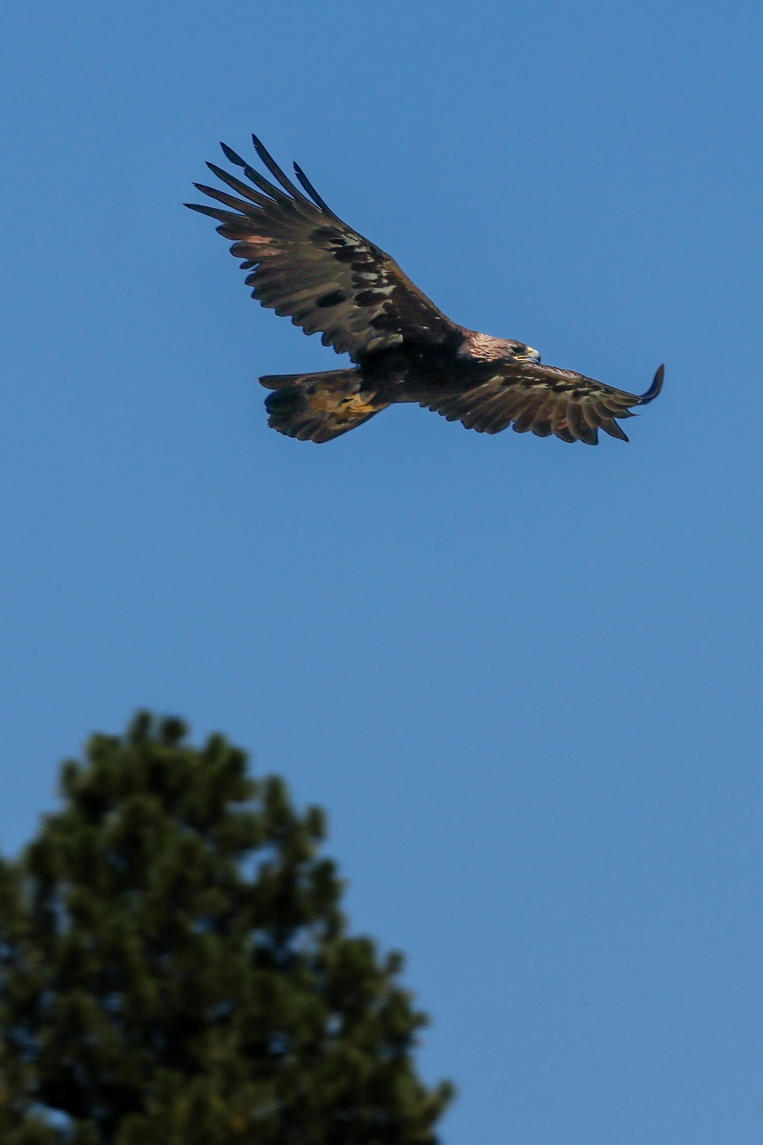 2026 South Dakota 032.jpg