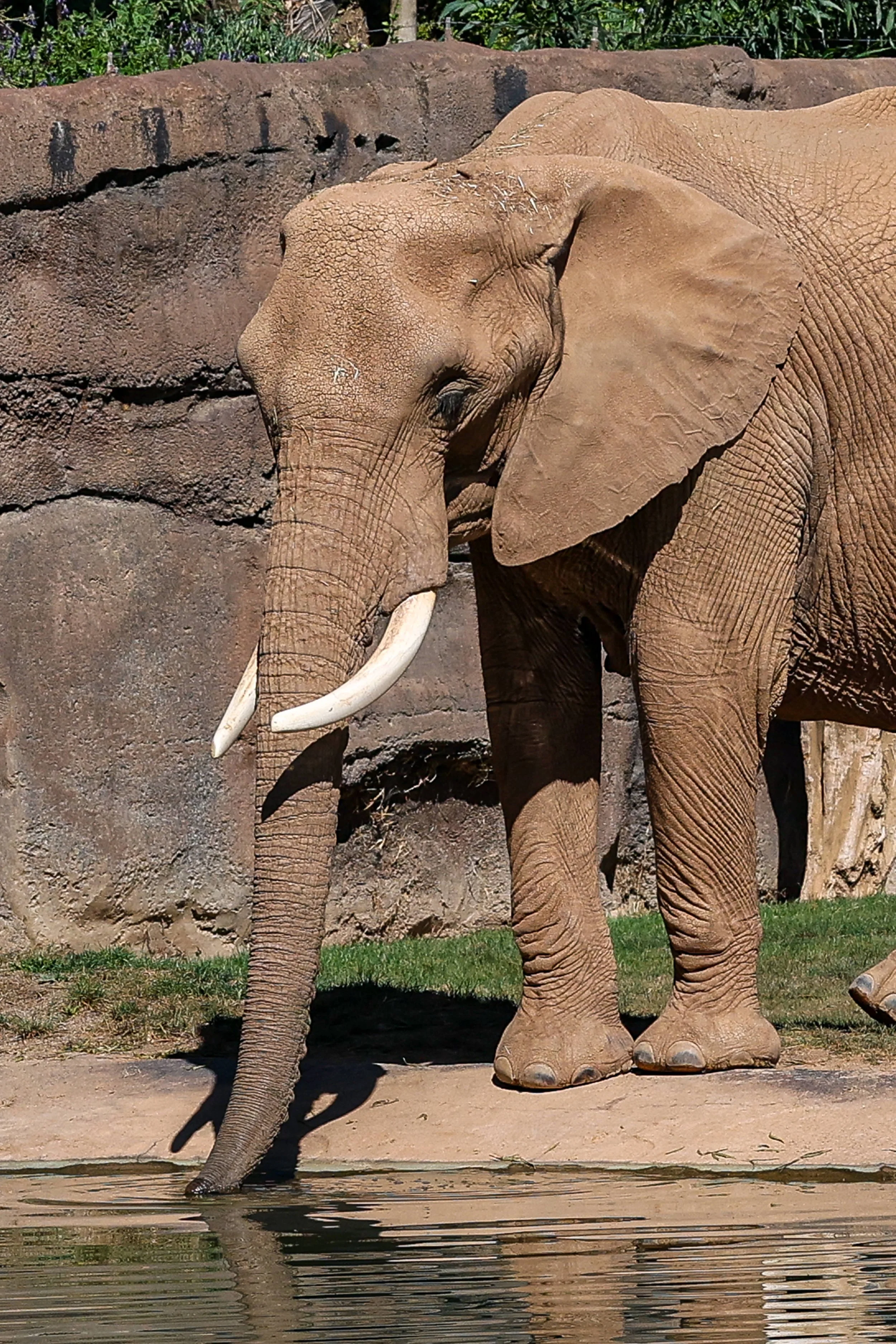 2026 San Diego Safari Park 015.jpg