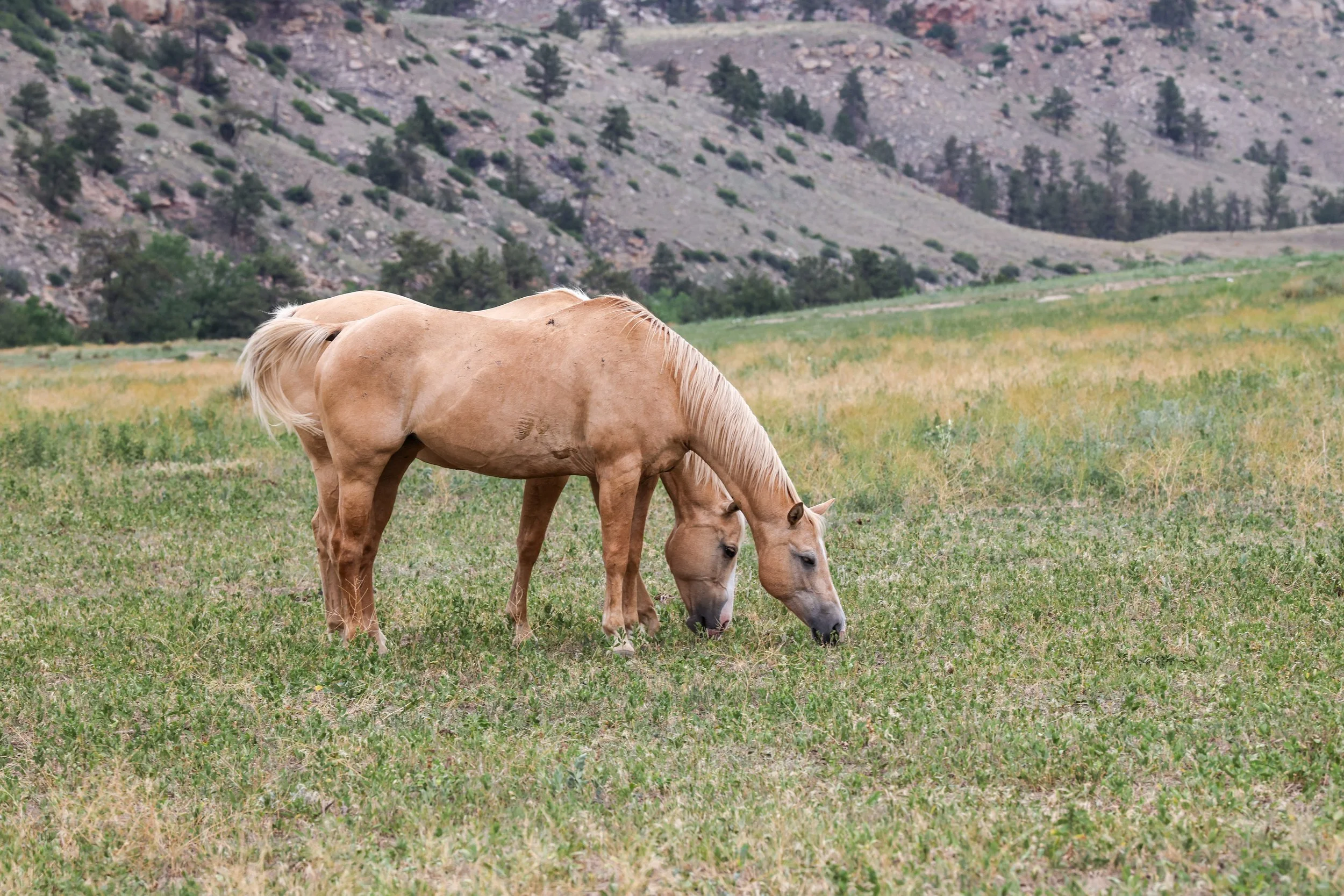2026 Wild Horses 024.jpg