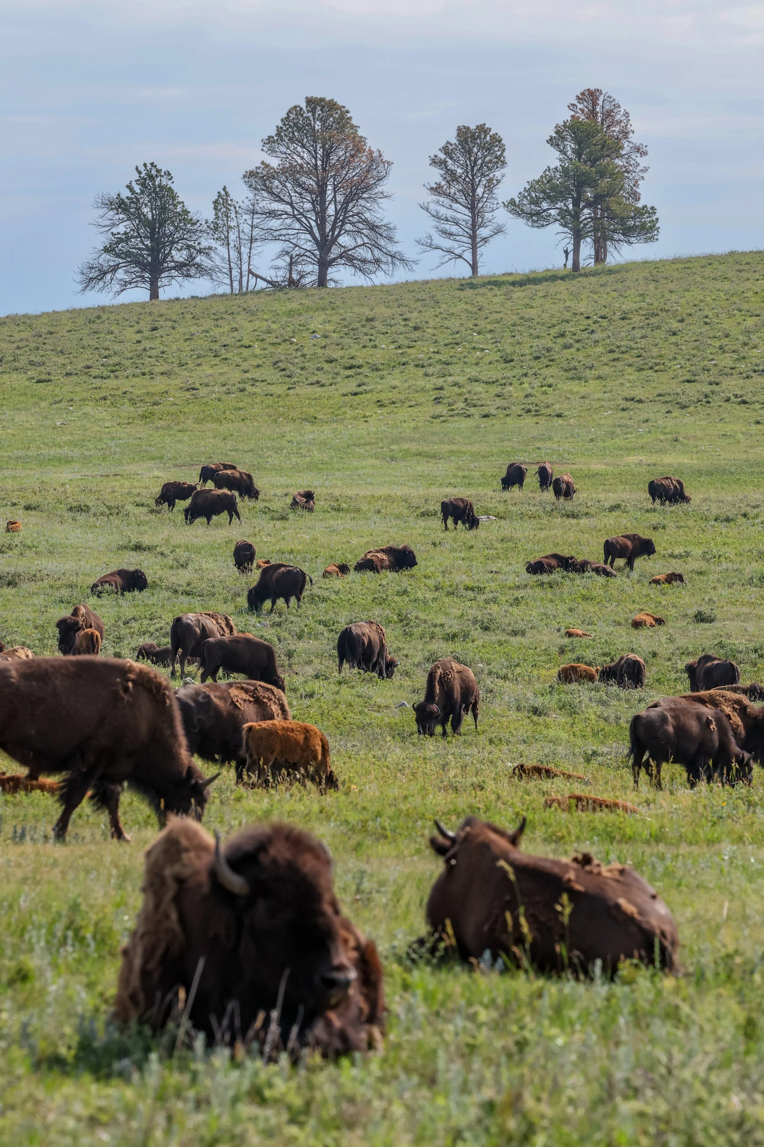 2026 South Dakota 004.jpg