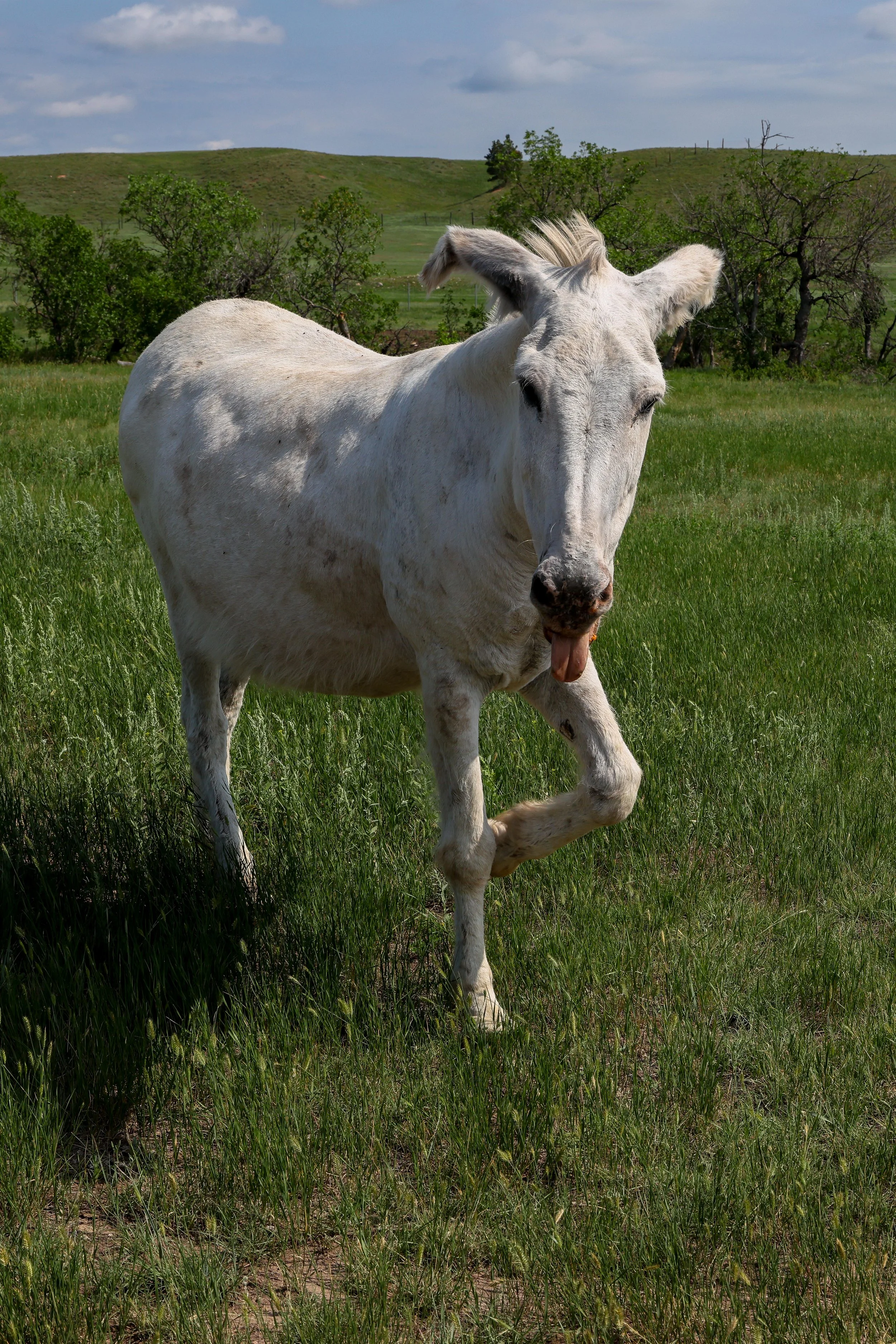 2026 South Dakota 002.jpg