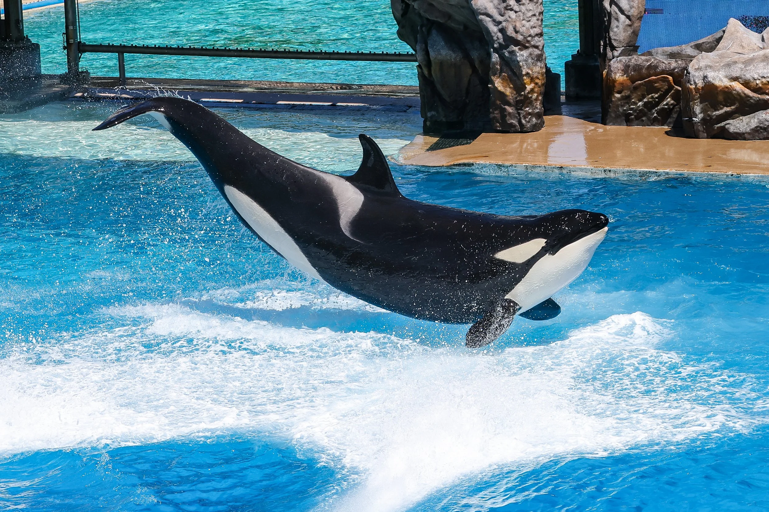 2026 Sandiego Sea World 011.jpg