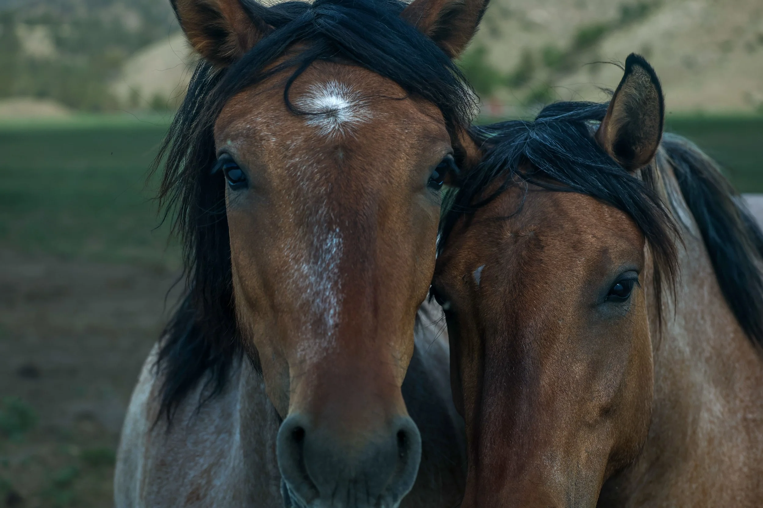 2026 Wild Horses 004.jpg
