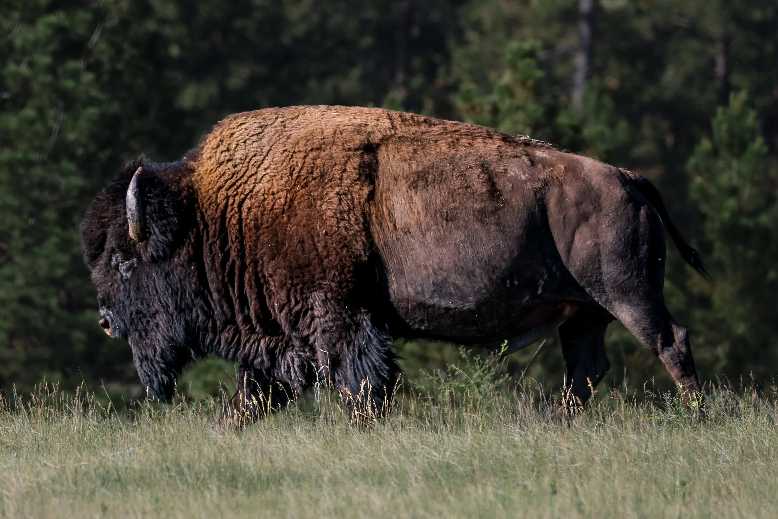 2026 South Dakota 035.jpg