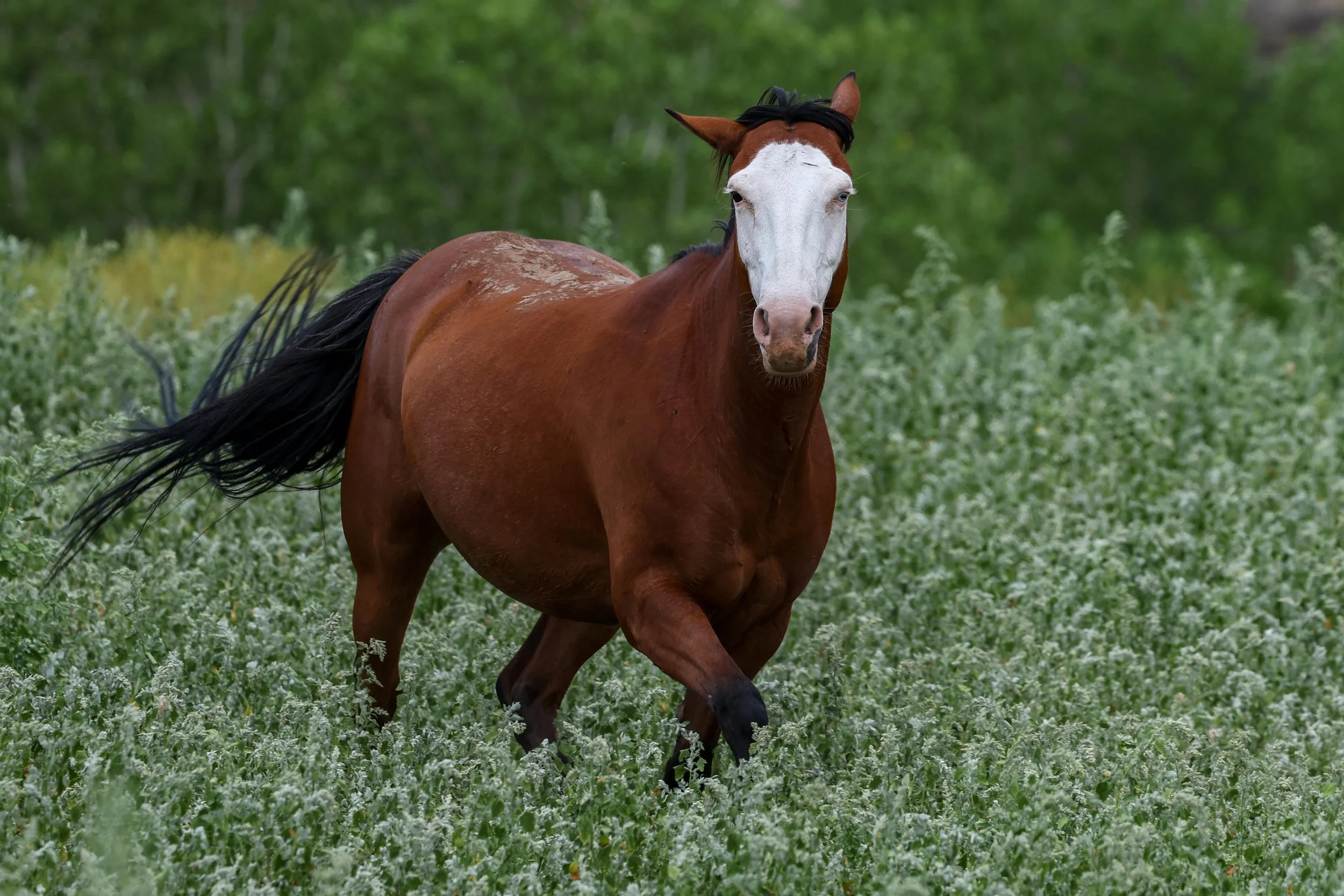 2026 Wild Horses 002.jpg