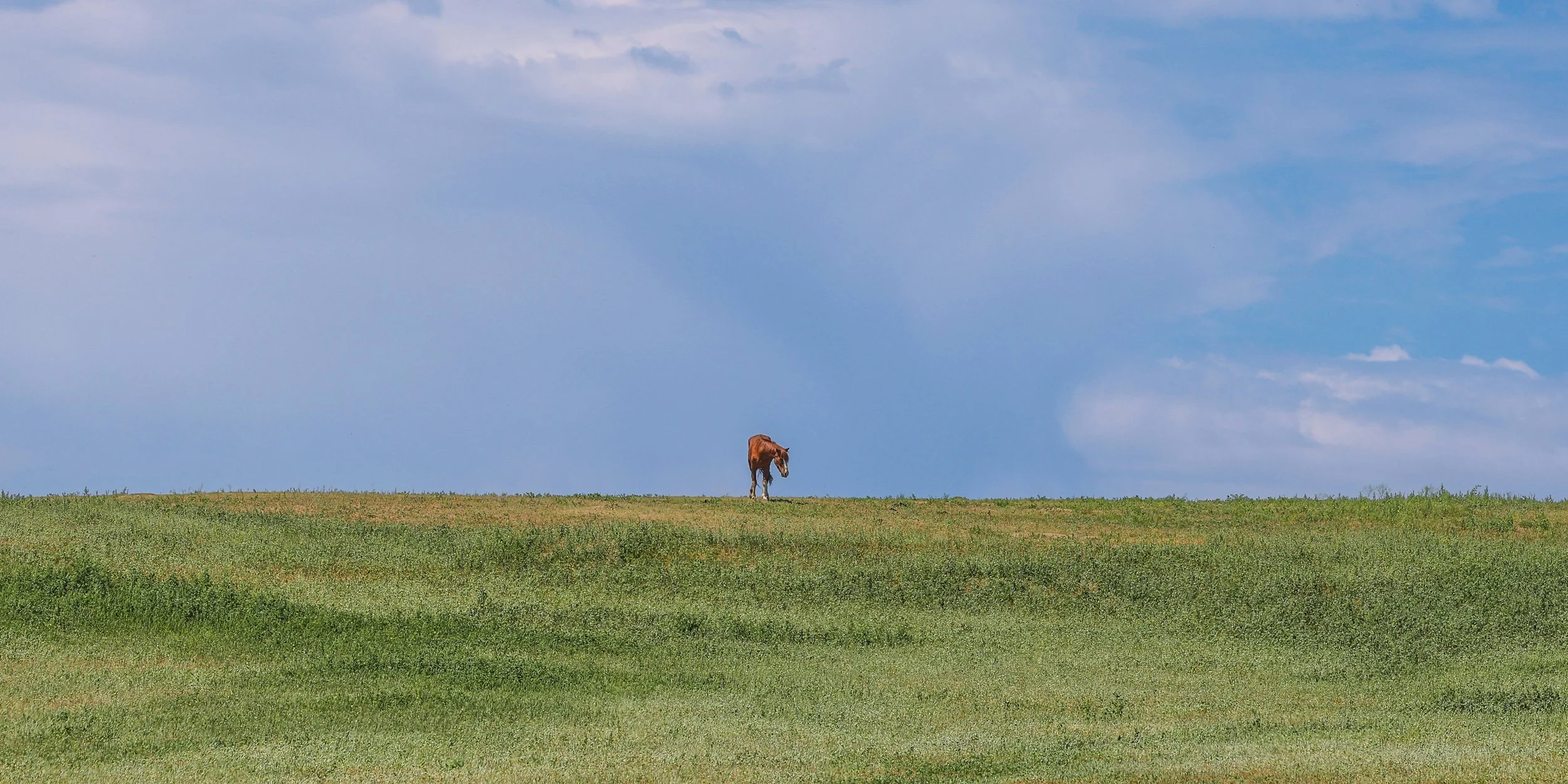 2026 Wild Horses 023.jpg