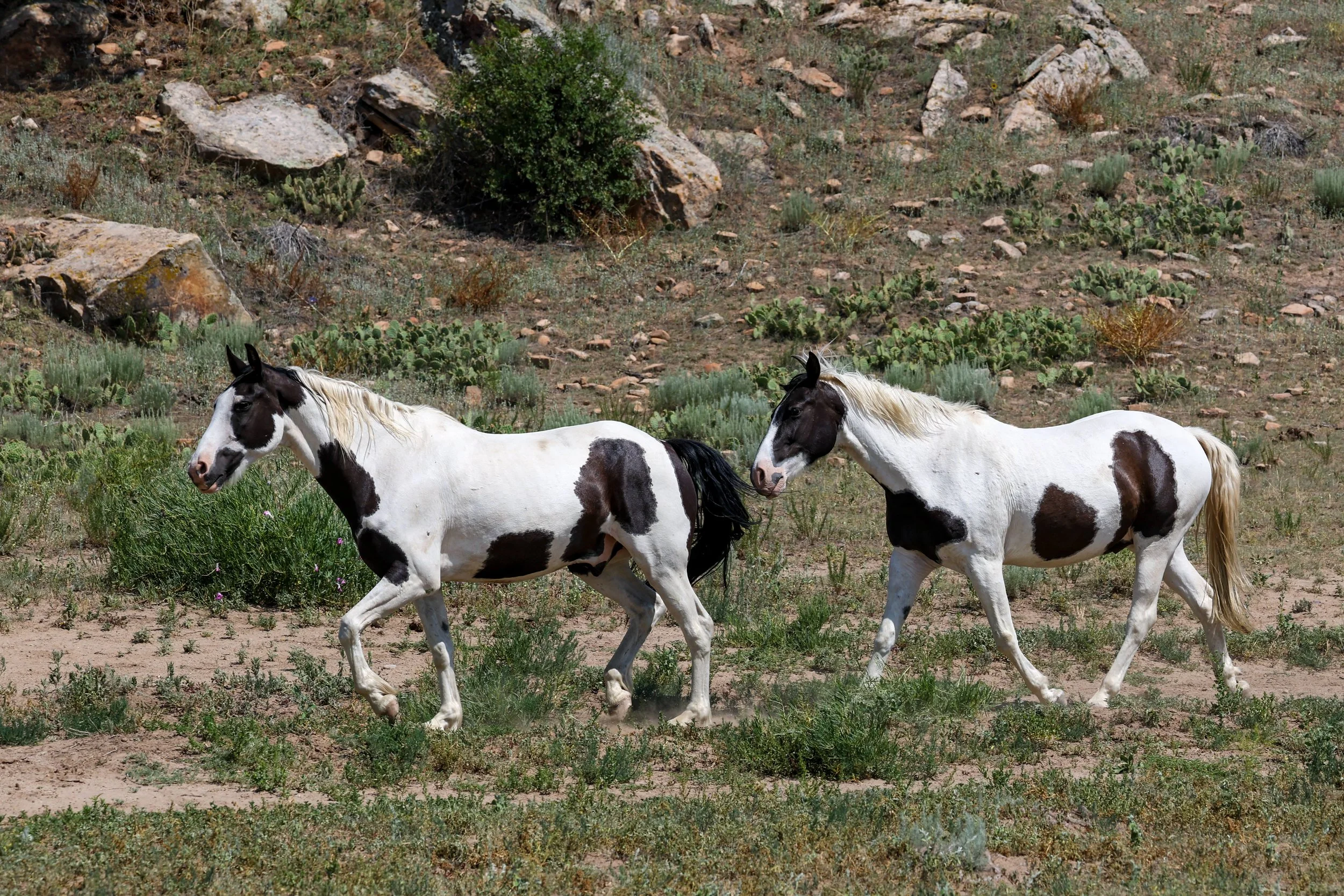 2026 Wild Horses 011.jpg