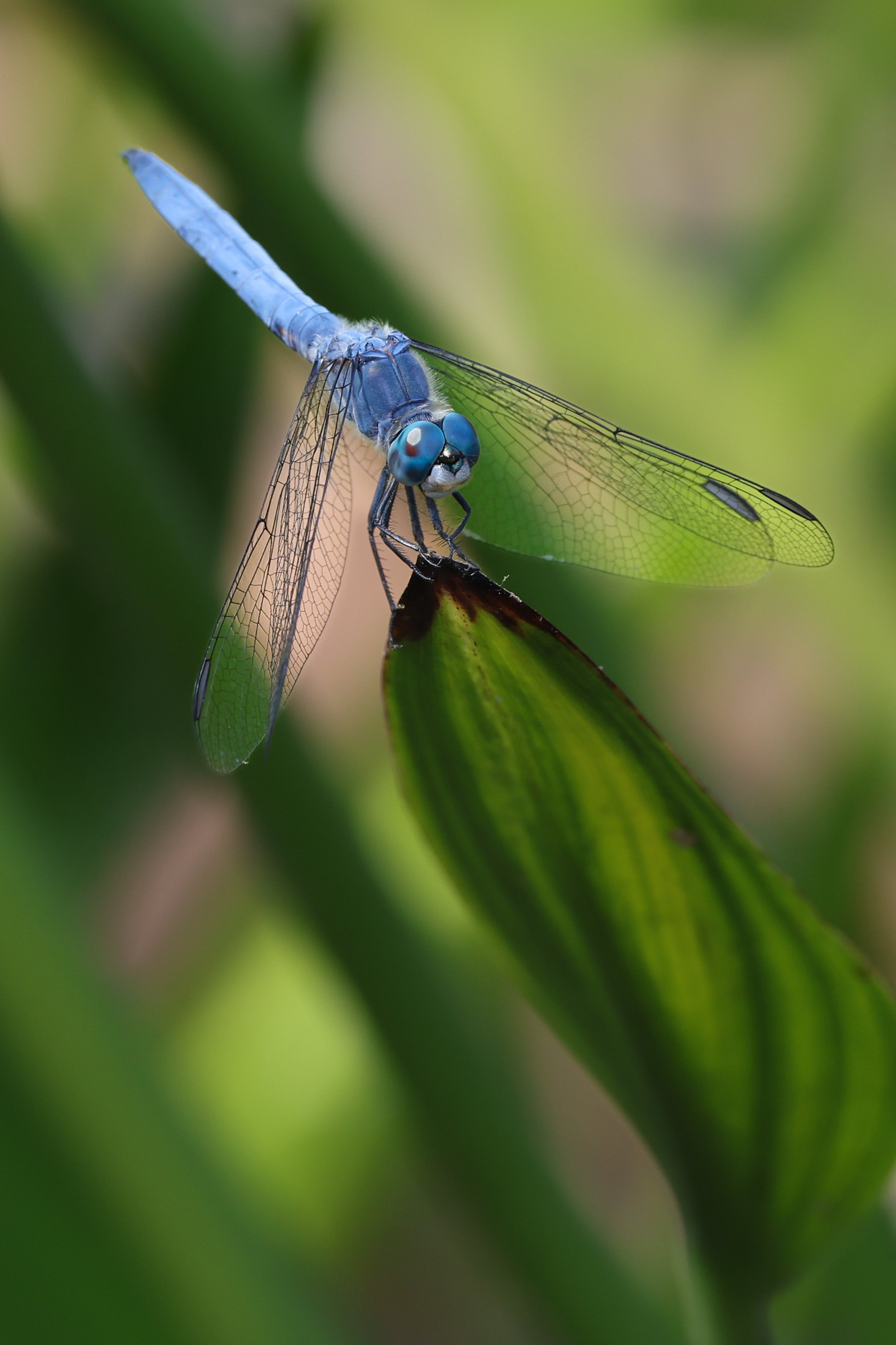 2026 San Diego Safari Park 009.jpg