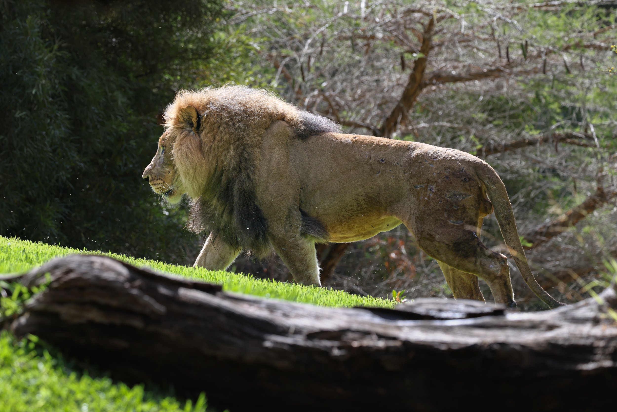 2026 San Diego Safari Park 003.jpg