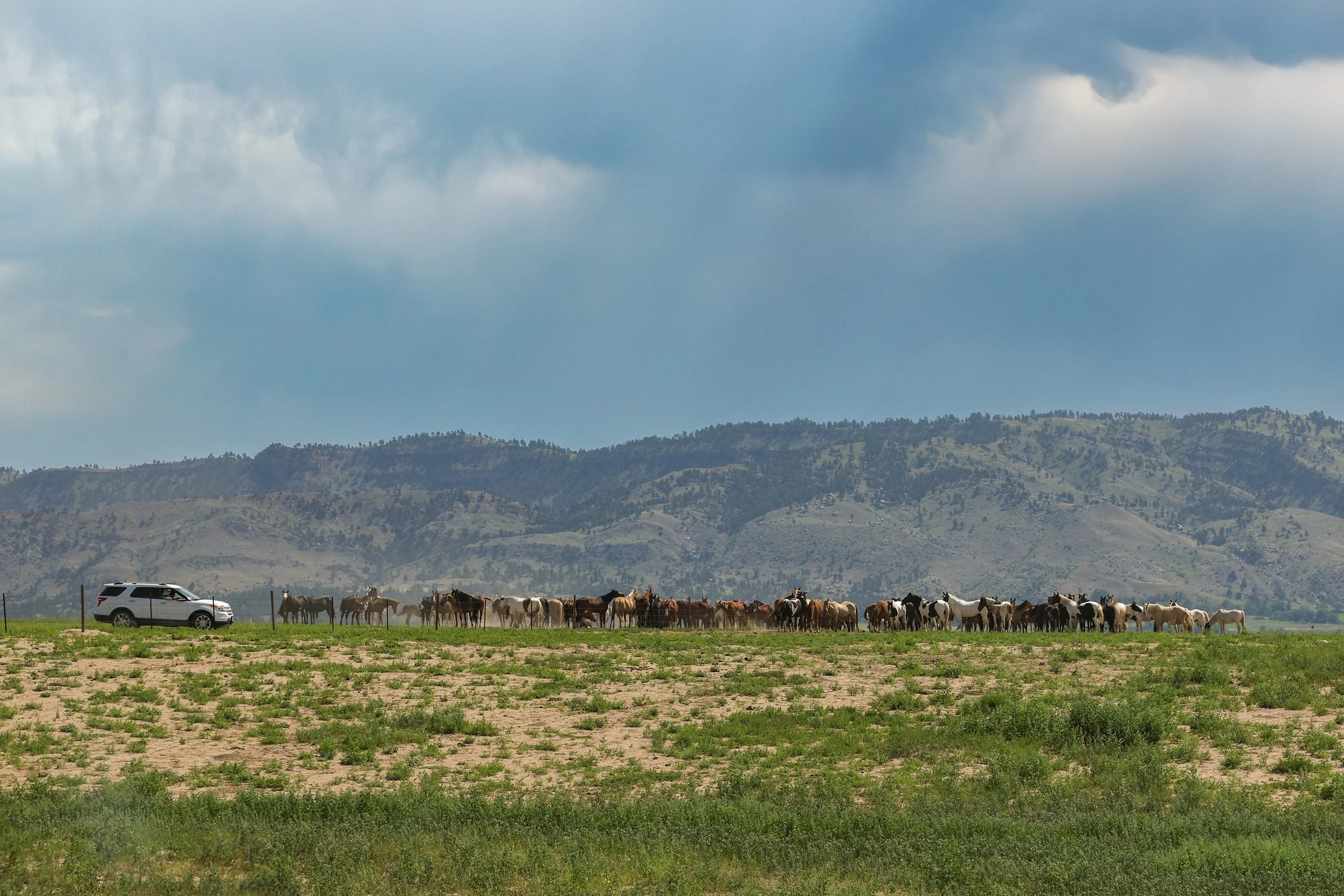 2026 Wild Horses 001.jpg