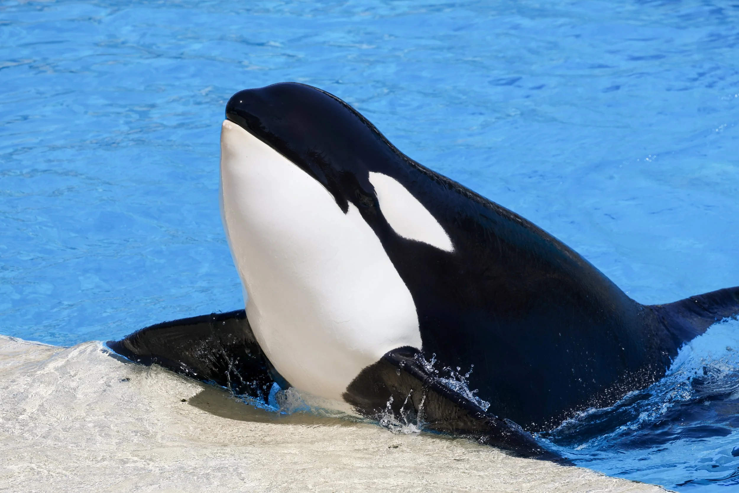 2026 Sandiego Sea World 009.jpg