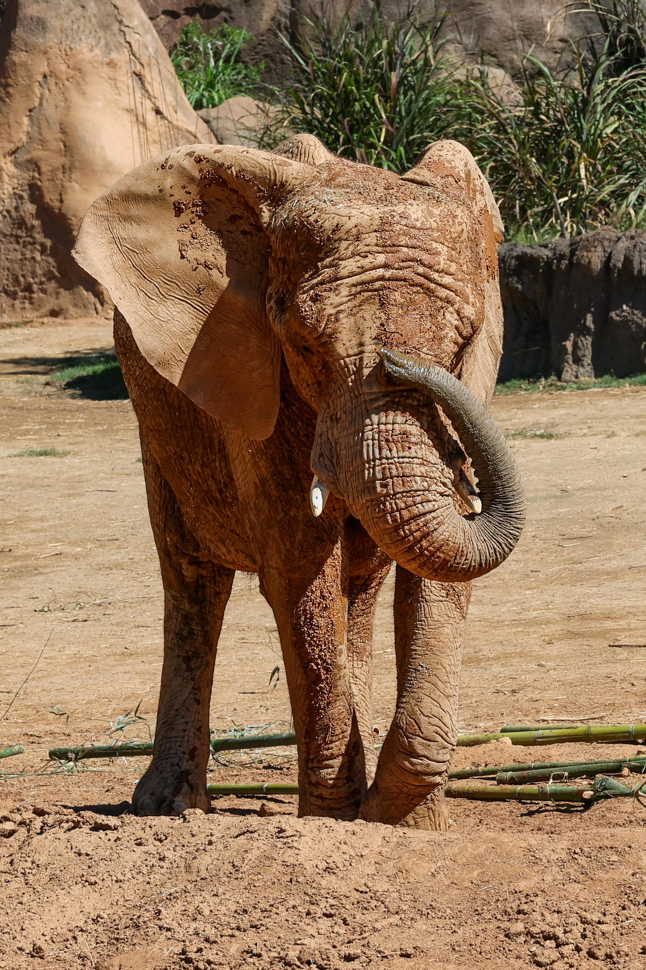 2026 San Diego Safari Park 021.jpg