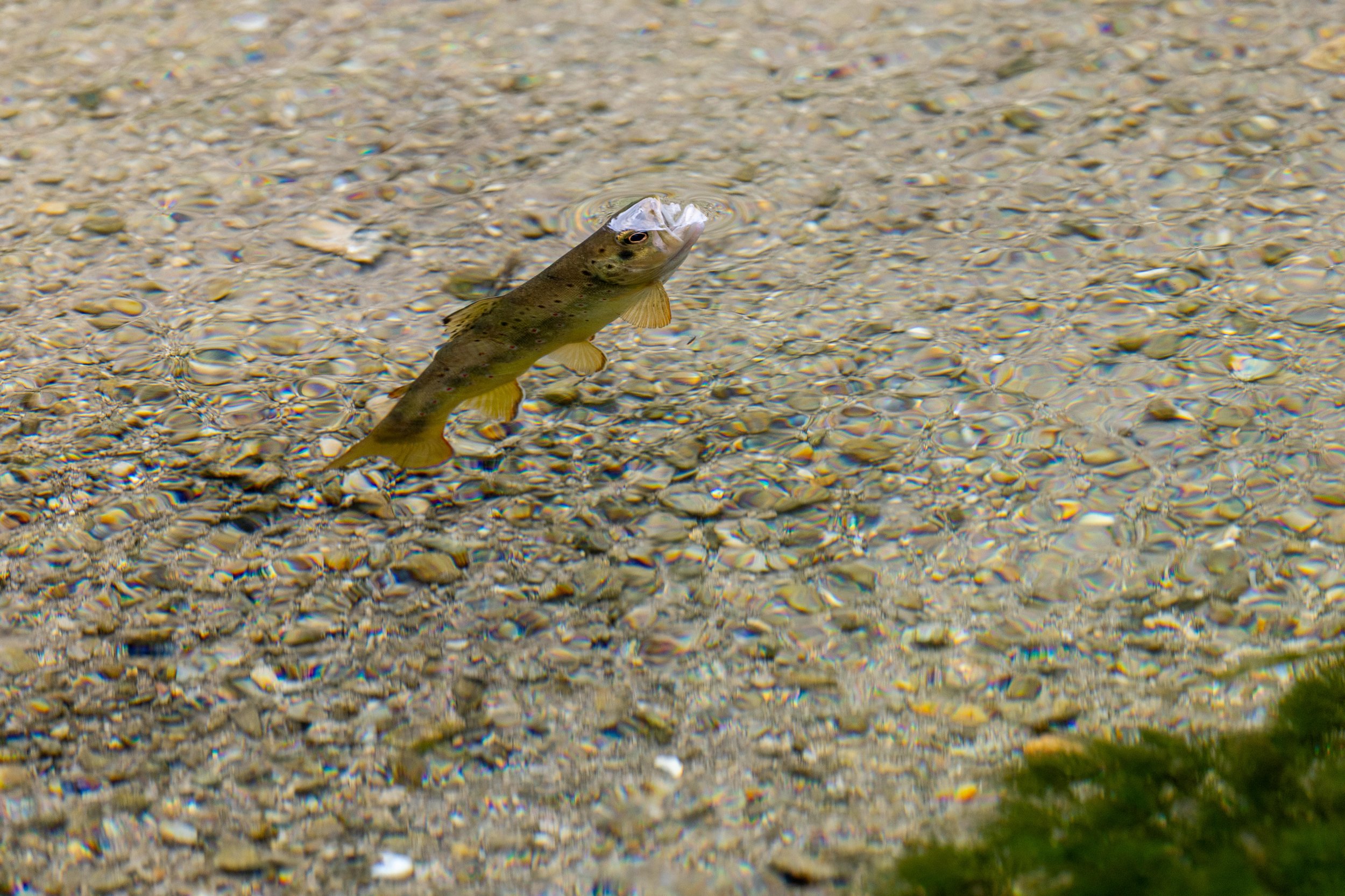 2026 South Dakota FISH 01.jpg