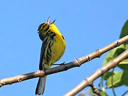 How to find your own sound