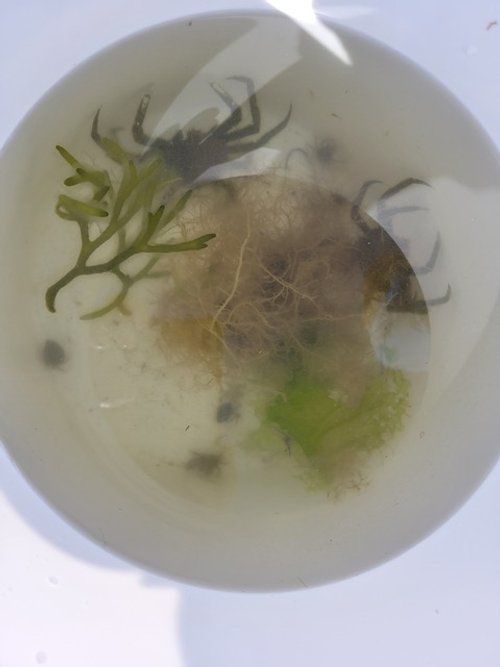 7.Crab species sorted with various seaweeds.jpeg