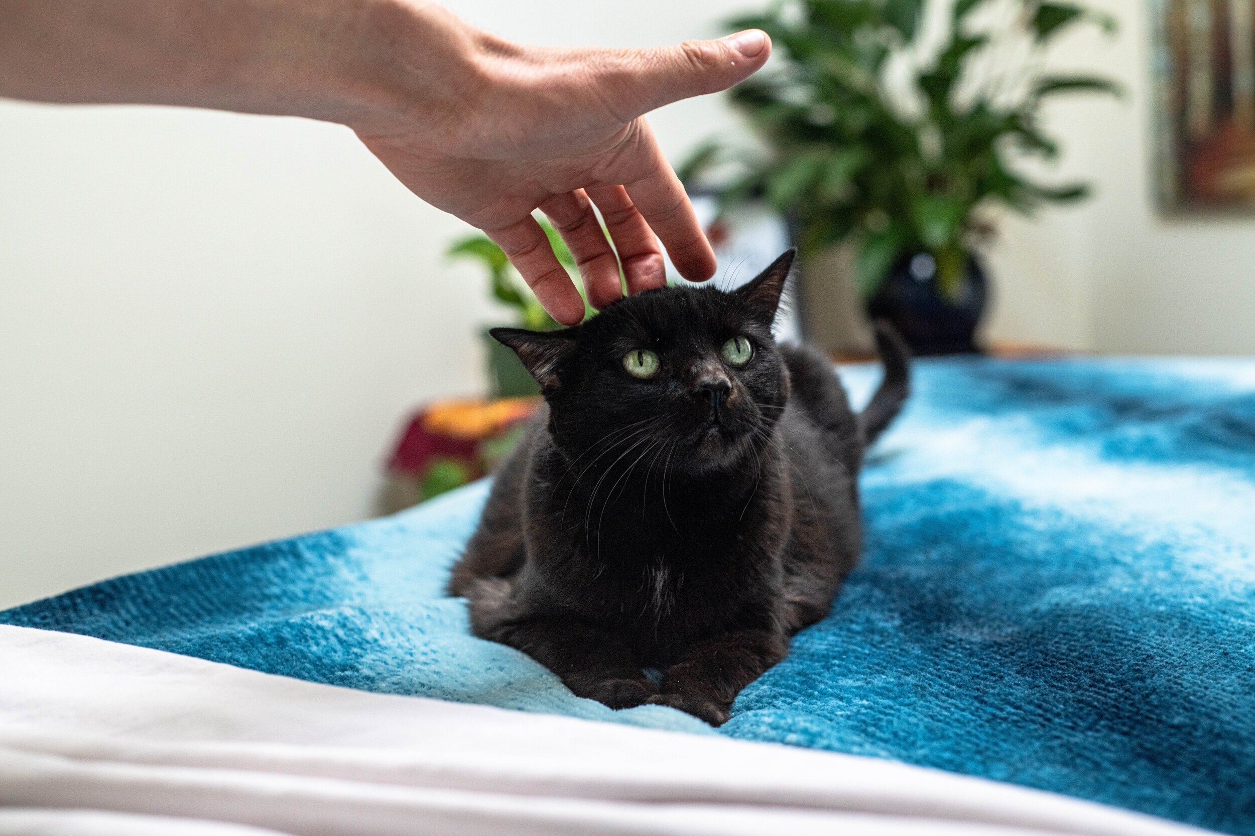 Sassy likes massage too!