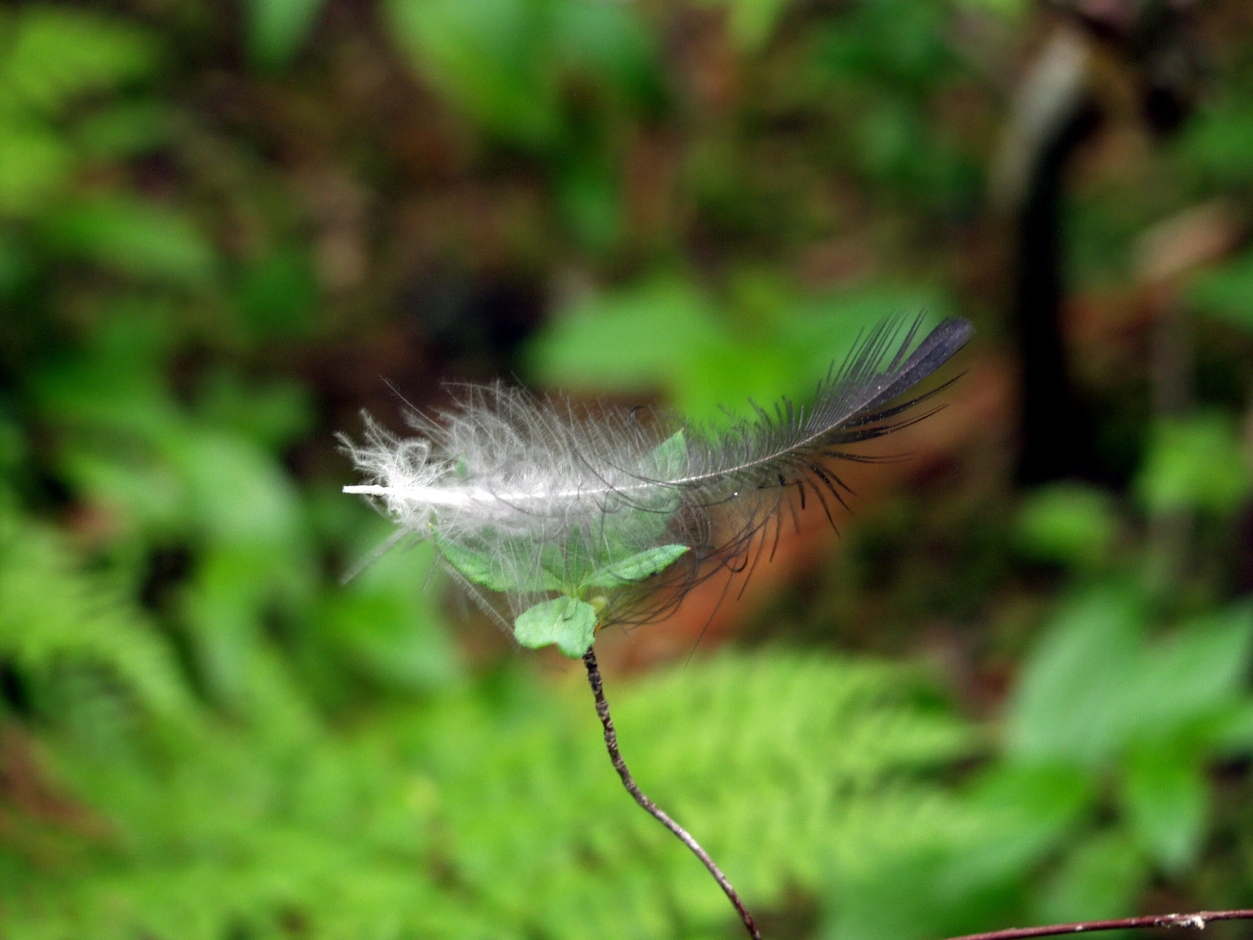 Feather.JPG