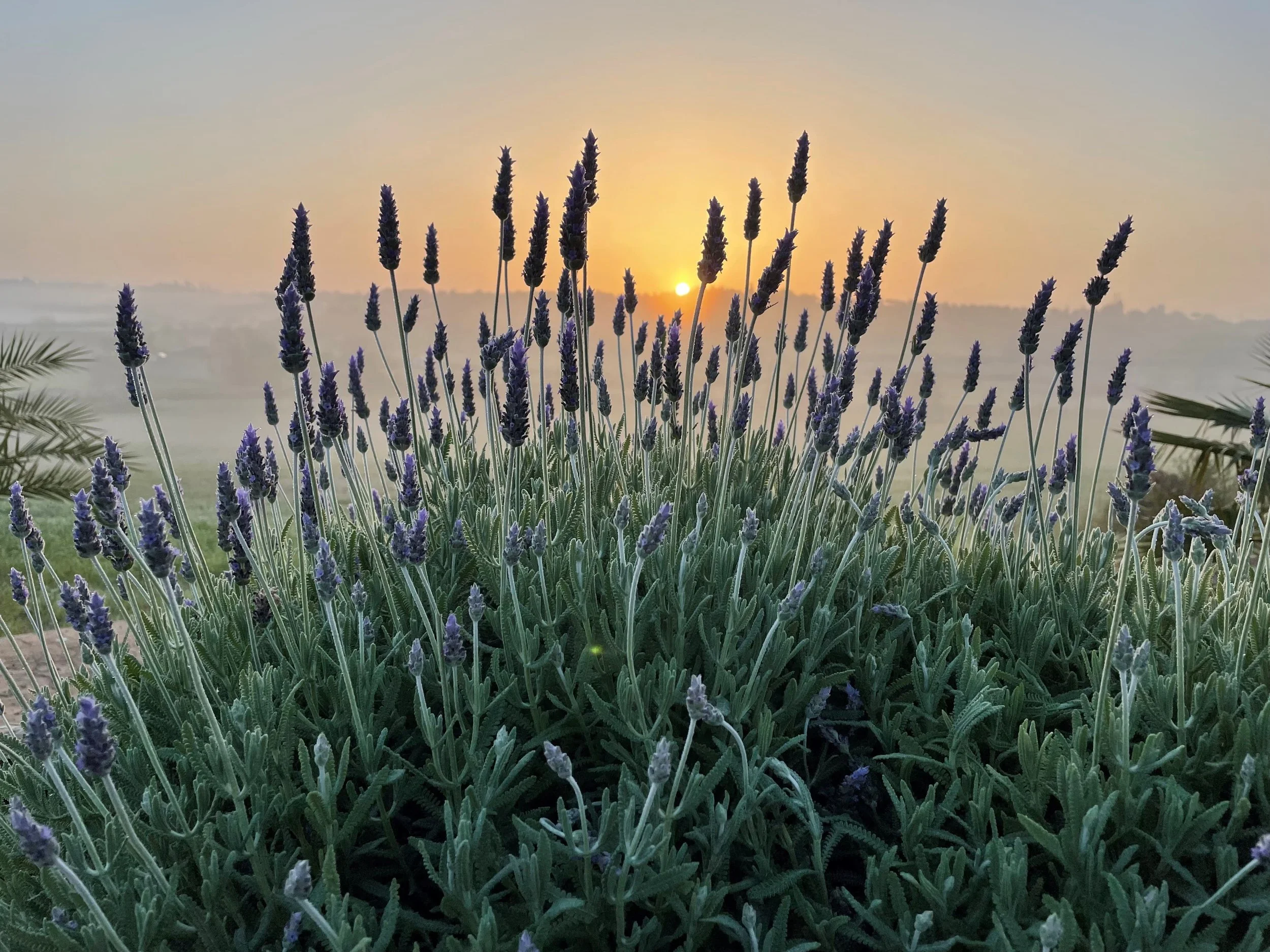 Copyright Son Manera Retreat Finca 10.jpg