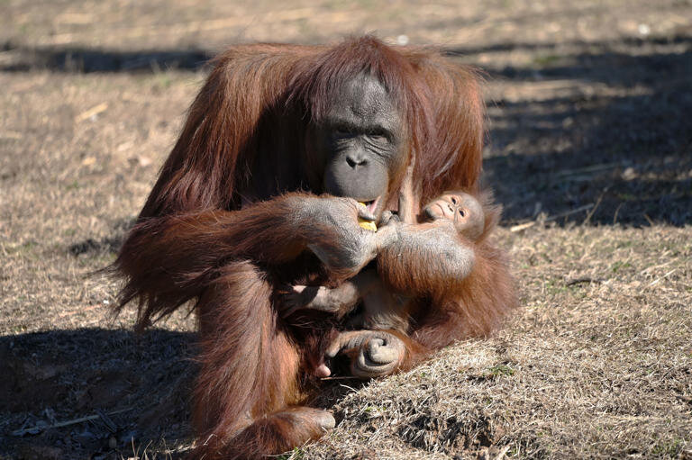 Mentorship, support, education, and kindness matter -- this goes for ALL breastfeeding mamas out there! 🦧 

https://www.msn.com/en-us/health/medical/orangutan-at-metro-richmond-zoo-learns-how-to-nurse-from-breastfeeding-zookeeper/ar-AA19gyHu