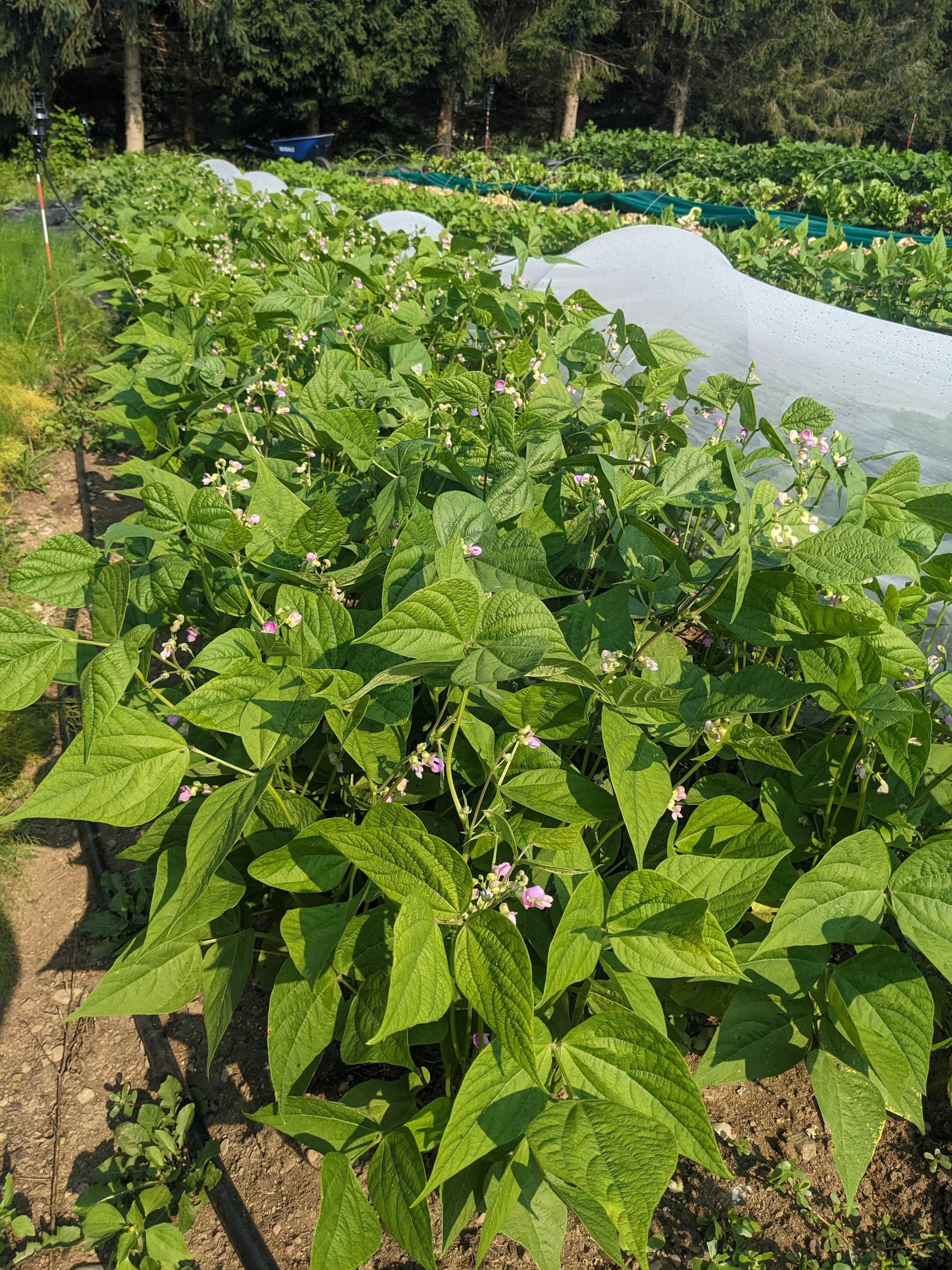 Bush Beans FFF.jpg