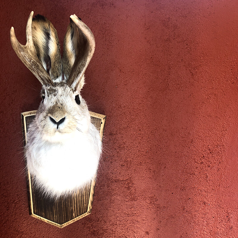 jackalope.jpg