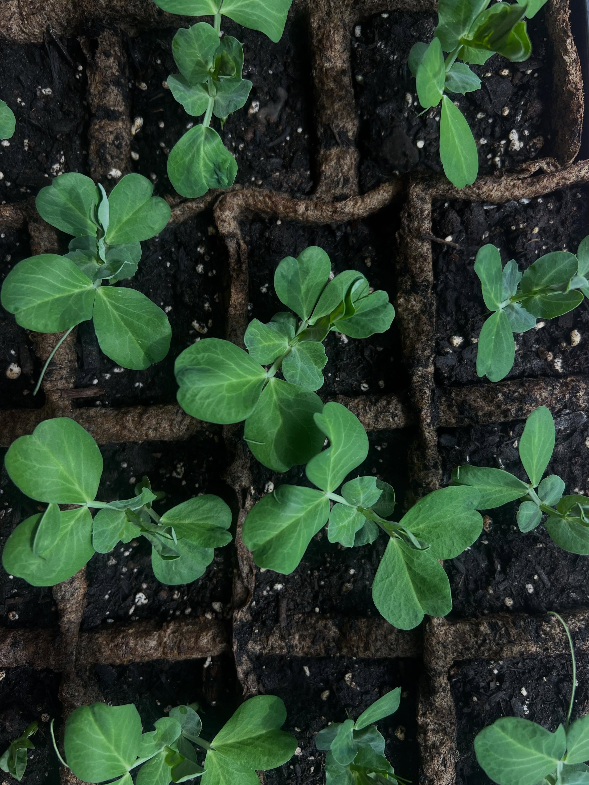 bazella for @paliheirloomseedlibrary, prints for @doublegrazie saturday pop-up!