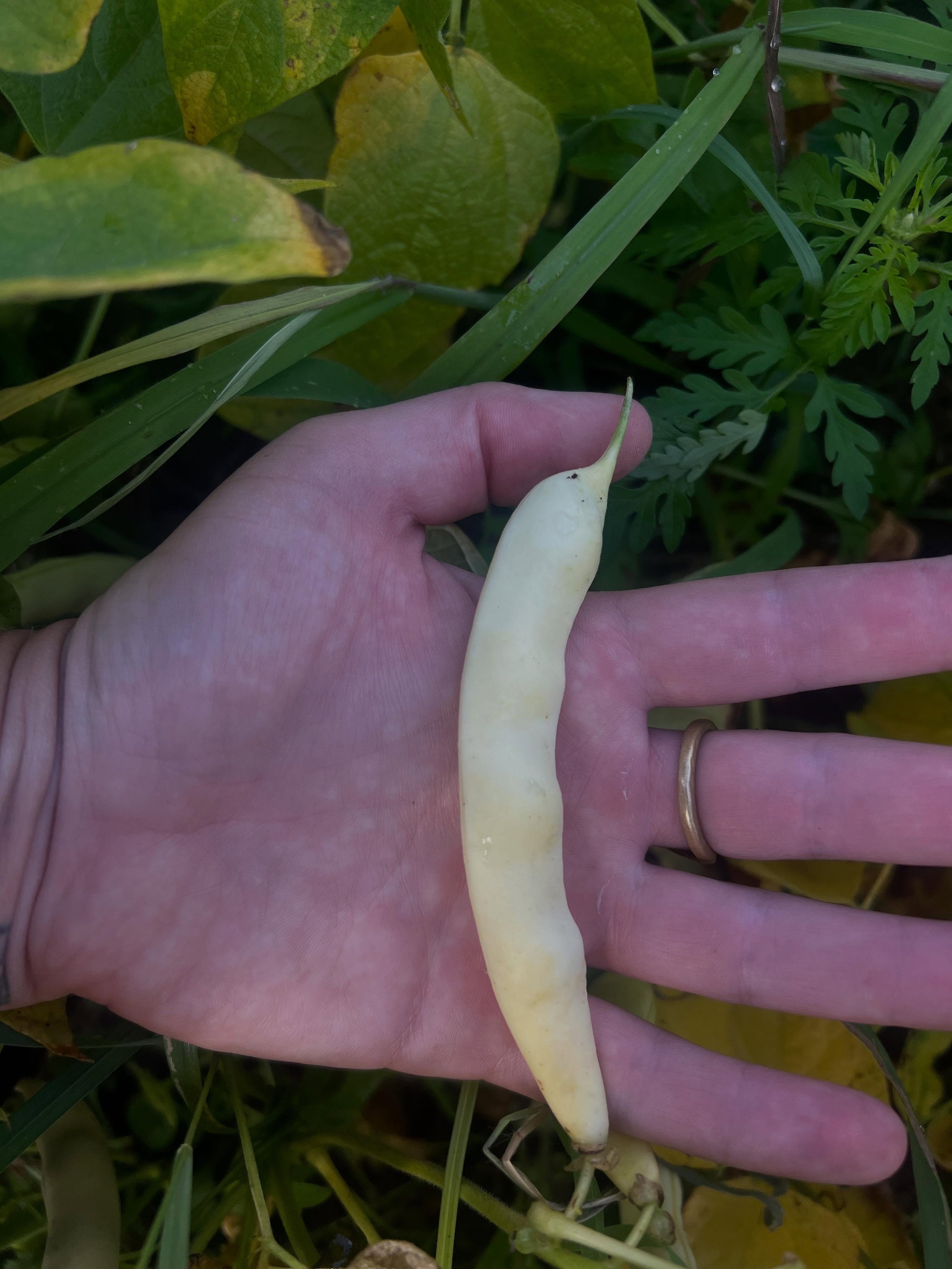 hidatsa shield beans looking potassium deficient, so I made them banana peel infusion. precious cargo all around. 

thanks @m4gpiedesigns for inspo