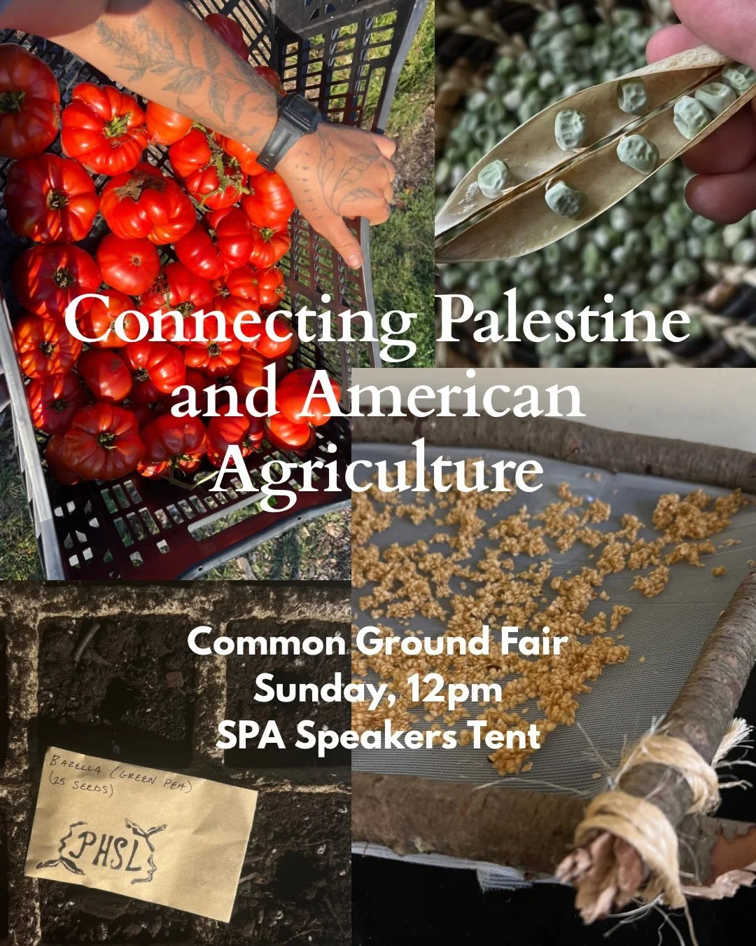 I&rsquo;m speaking at Common Ground! 

I was asked by @mvp_rights to talk about my work preserving threatened heirlooms for their speaker slot at the @mofga Common Ground Fair. I will be sharing about the @paliheirloomseedlibrary, my work with @thres