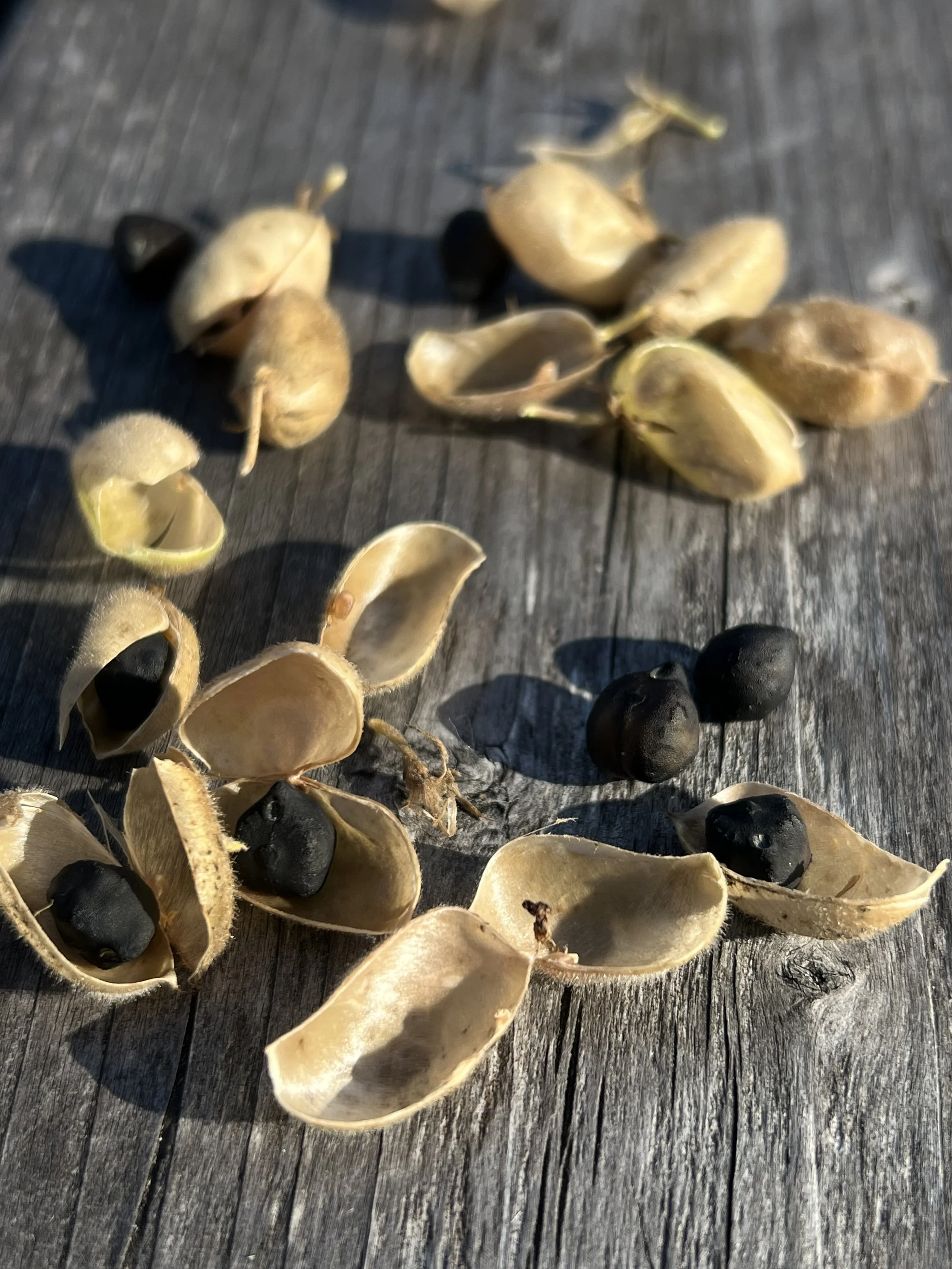 Kabouli Black Chickpea