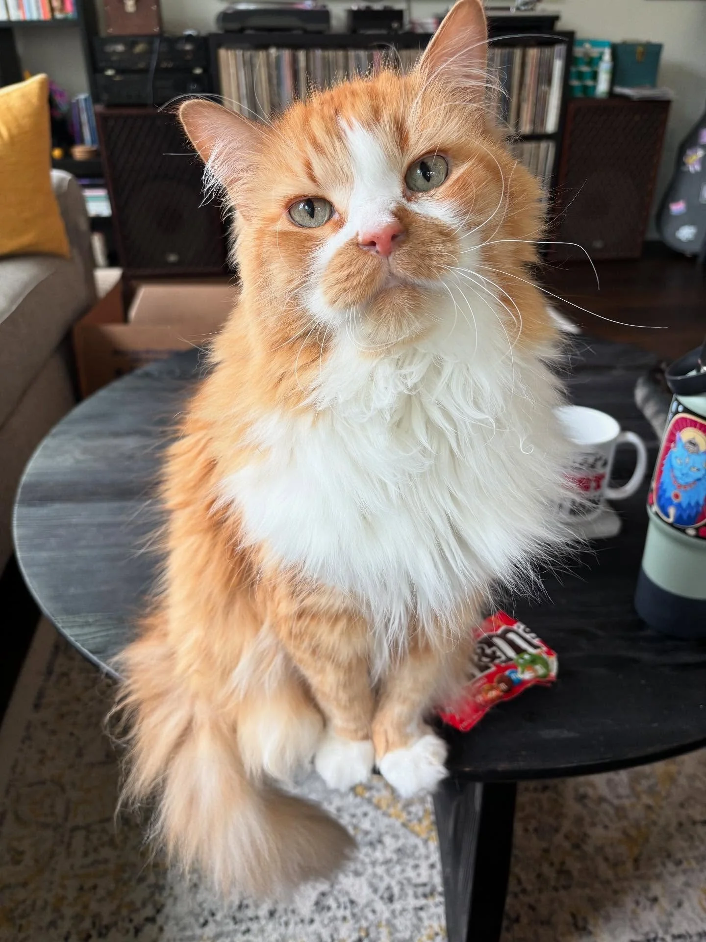 The Big Cheese turns 12 today! 🥹 He is the most special giver of turbo purrs and head boops. He has been my emotional support kitty through so much! We are lucky to have him to run the house and keep up all in check. Happy Birthday Queen!!!