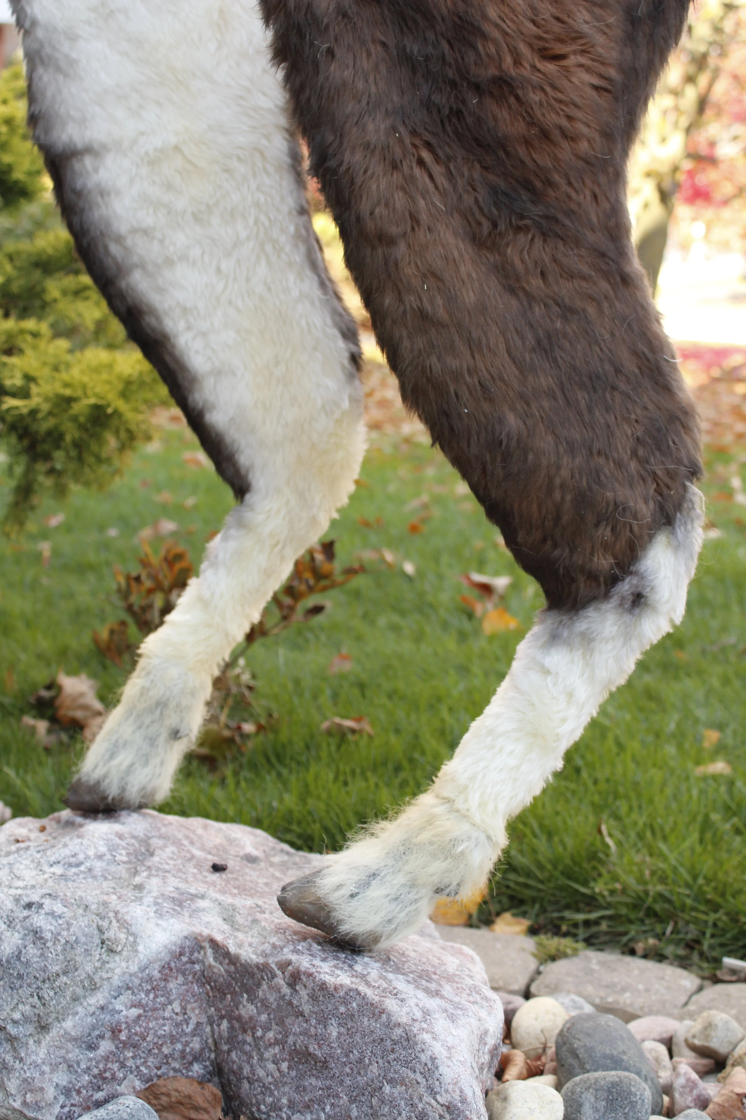 _MG_4553.JPG