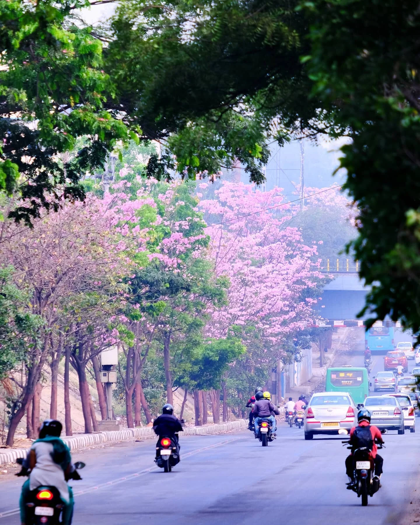 Cherry blossom season &lt;3 #cherryblossom #nammabengaluru #cityscape