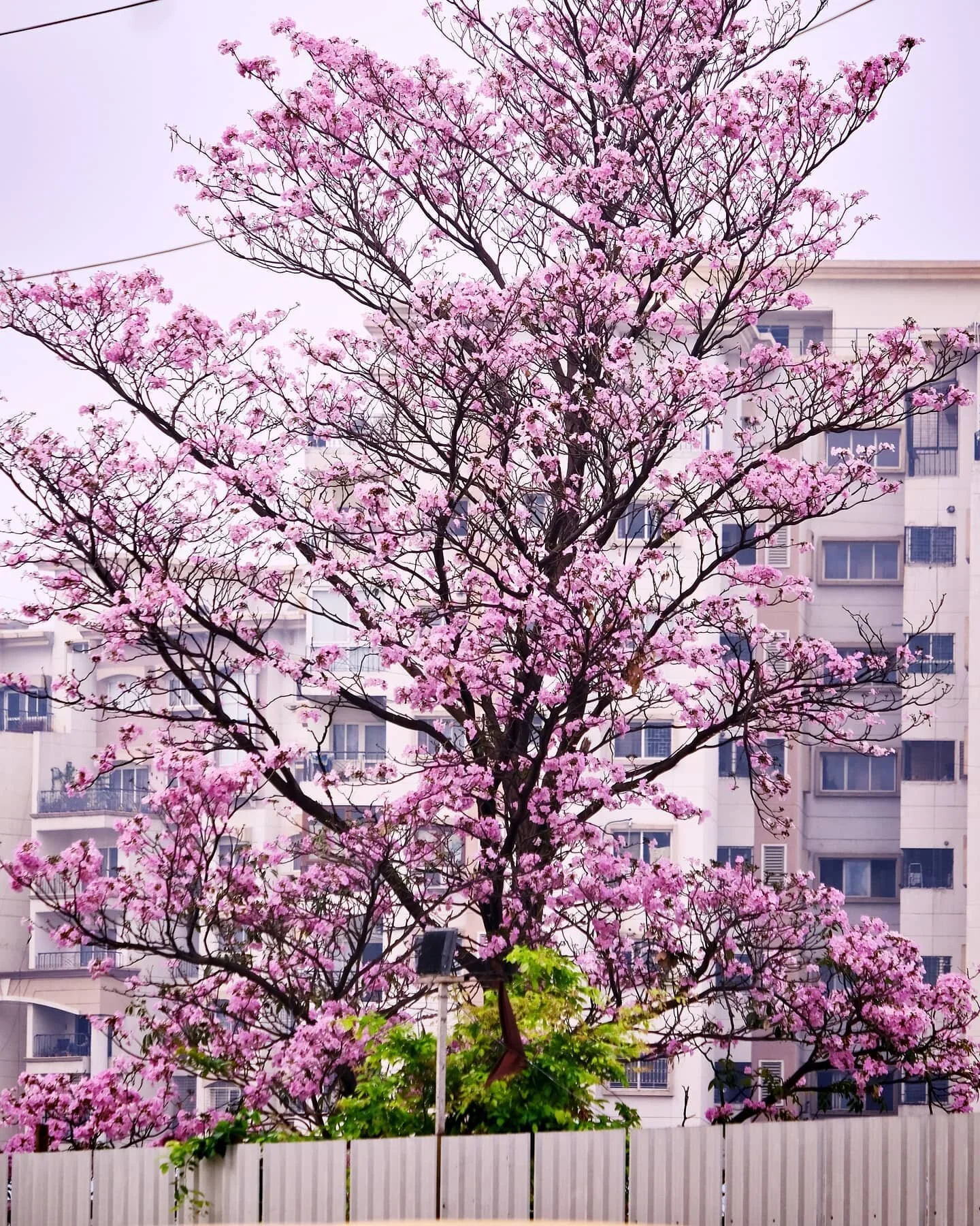 Cherry blossom season &lt;3 #cherryblossom #nammabengaluru #cityscape