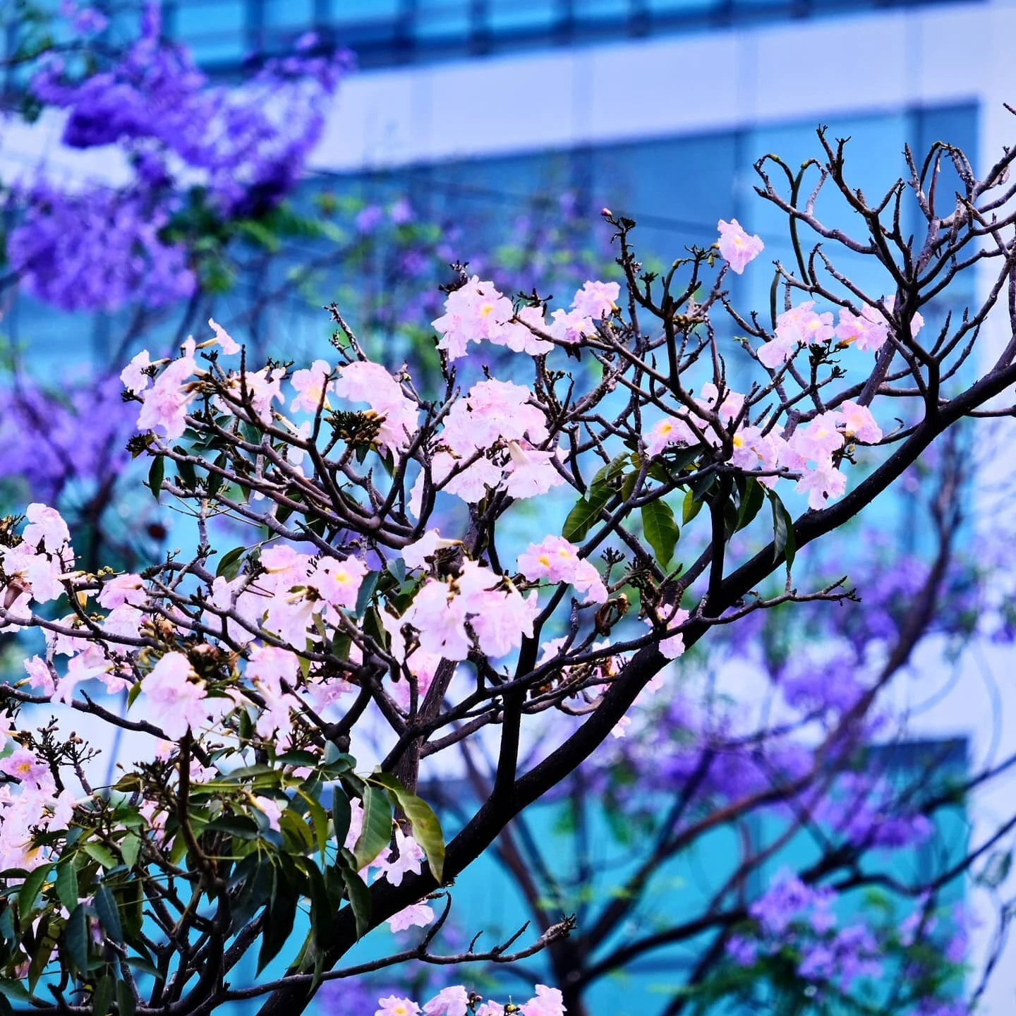 Cherry blossom season &lt;3 #cherryblossom #nammabengaluru #cityscape