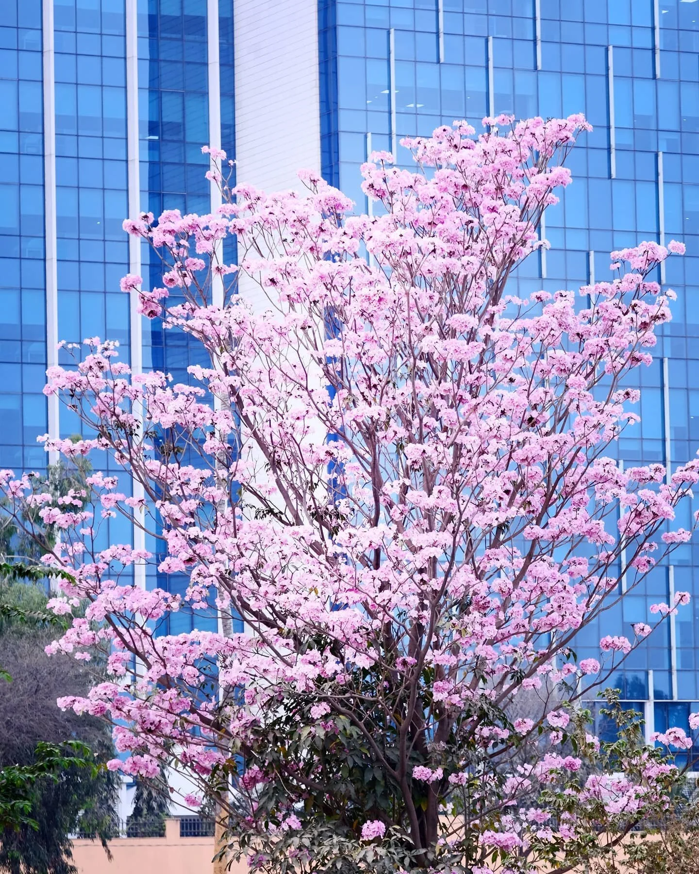 Cherry blossom season &lt;3 #cherryblossom #nammabengaluru #cityscape