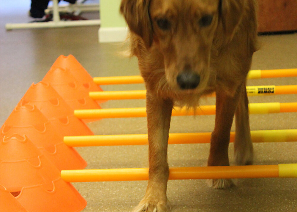 TENS and NMES Therapy — WAG Whole Animal Gym