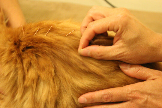 WAG-veterinarian-placing-acupuncture-needles.jpg