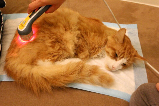 WAG_laser-therapy-orange-cat.jpg