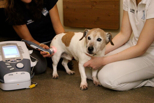 WAG-laser-therapy-little-dog.jpg