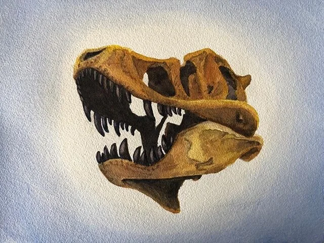 The fact that dinosaur skulls are still around tens of millions of years after the individual animals lived is just mind-blowing. And they are endlessly fascinating to look at and contemplate. .
#dinosaurart #trex #tyrannosaurusrex #dinosaurskull #di