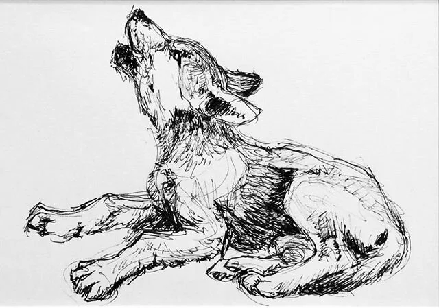 For us, wolves are basically family. Because they&rsquo;re howley.
.
#howl #wolf #wolfpup #howling #wolvesofinstagram #penandink #drawing #sketch #animalart #puppyportrait #dogs #ink #pen