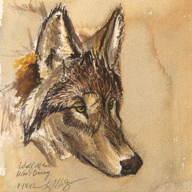 A favorite from a few years ago. Copied from the fantastic Alaskan sketchbooks of William Berry from the &lsquo;50s. #wolf @hannahroseberrystudios #watercolor #animalillustrations #wildlifeart #animalportraits
