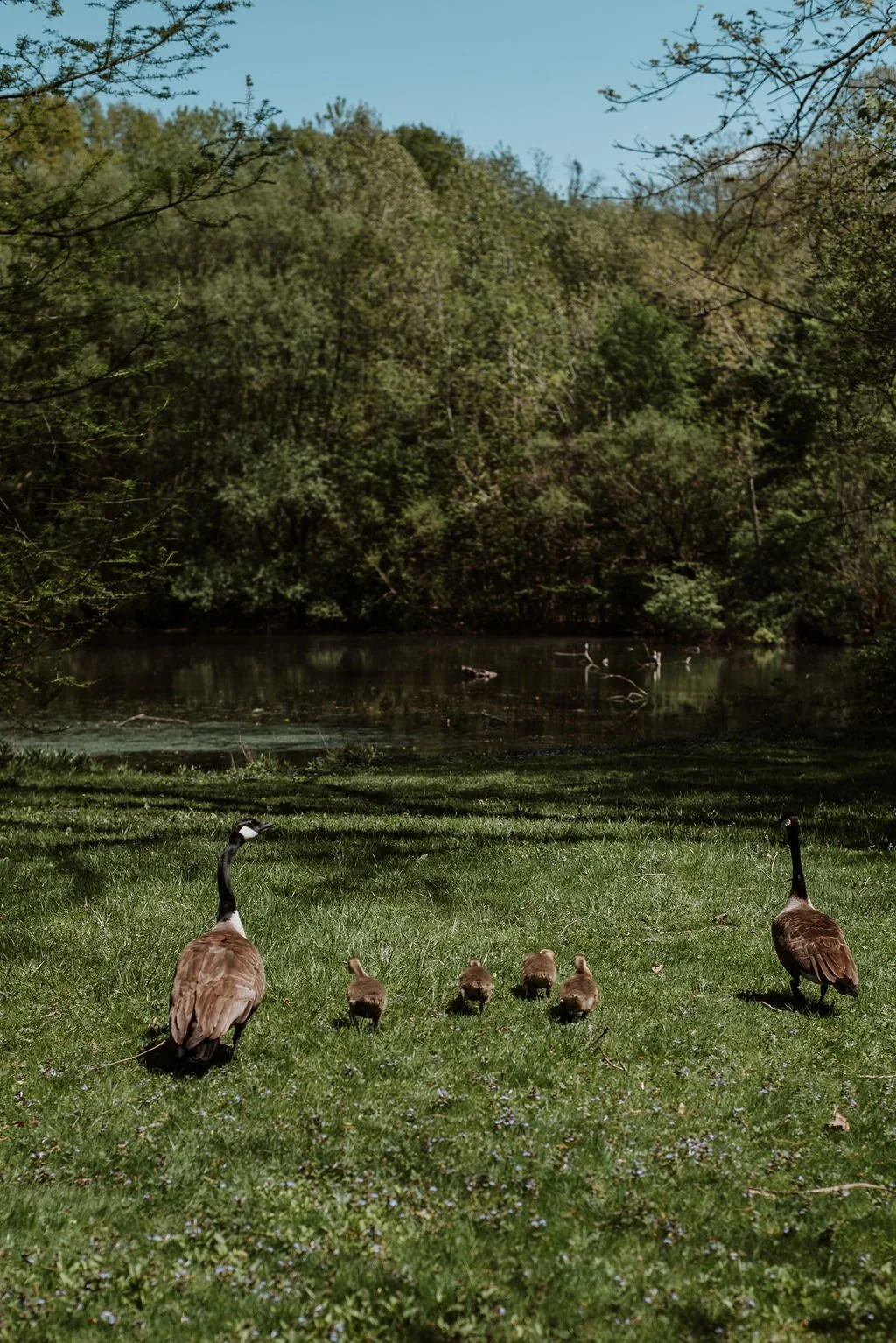 A family of Canada geese walking on a grassy field near a pond, surrounded by lush green trees and under a clear blue sky.