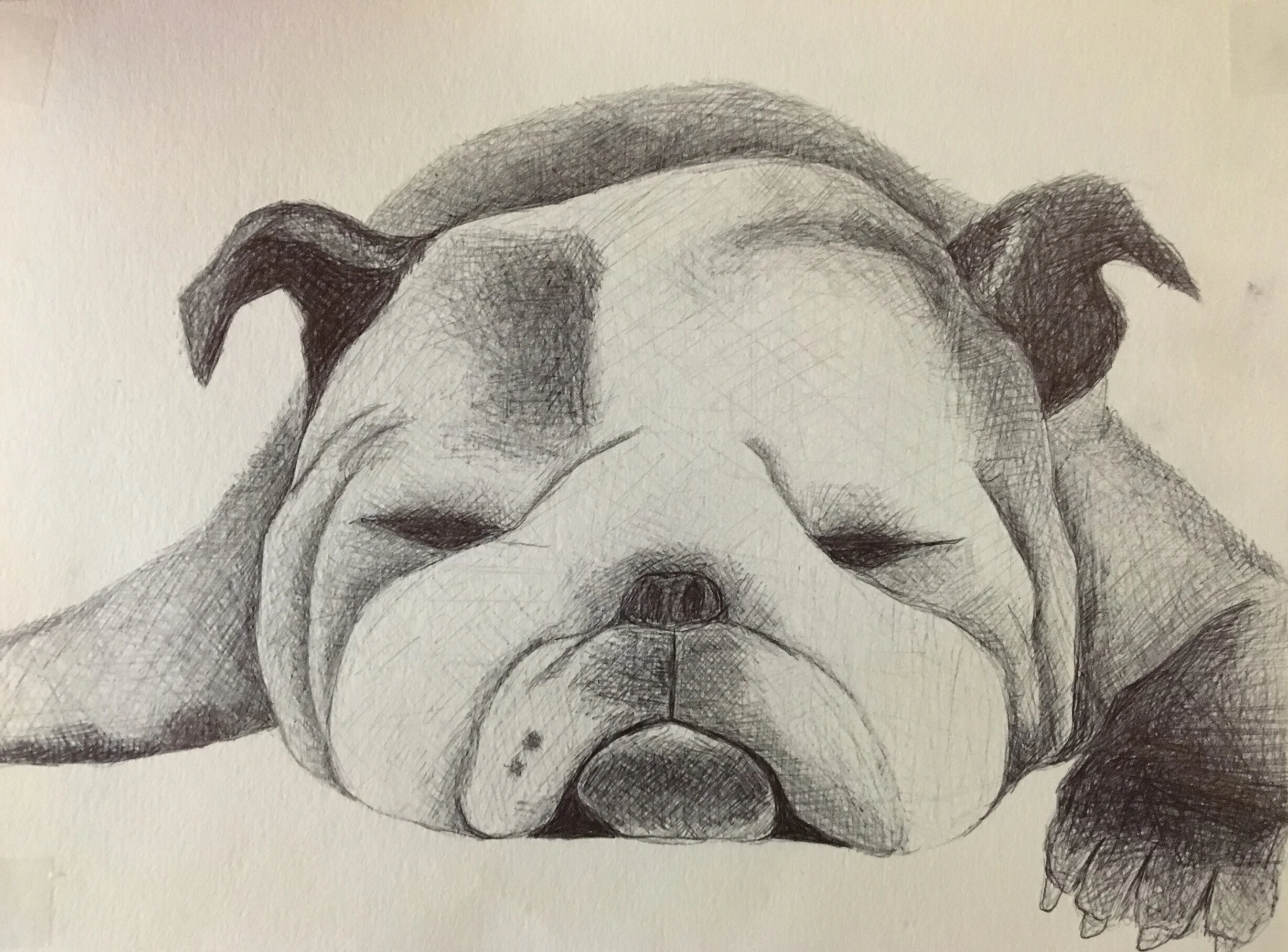 English Bulldog