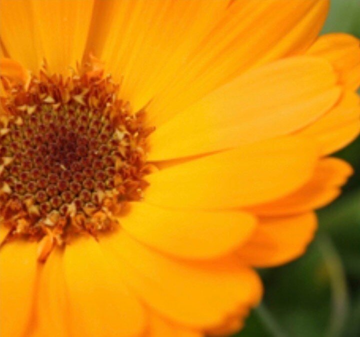 Calendula oil is one of the 7 ingredients in @betterbuttercare. Calendula is an anti-inflammatory that is soothing for irritated skin. Combined in its carrier olive oil, its used to improve skin's firmness and contains anti-microbial and antiviral co