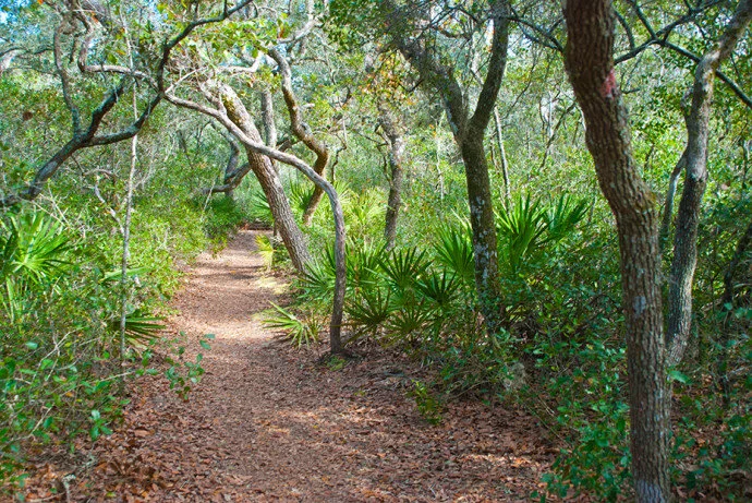 Ocala National Forest Hiking Trails Hiking — Adventure Ocala