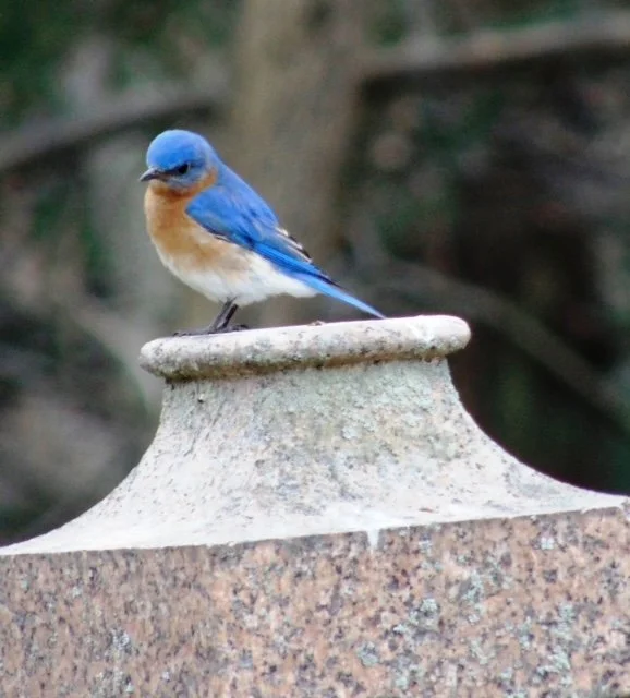 Spring Bird Walk