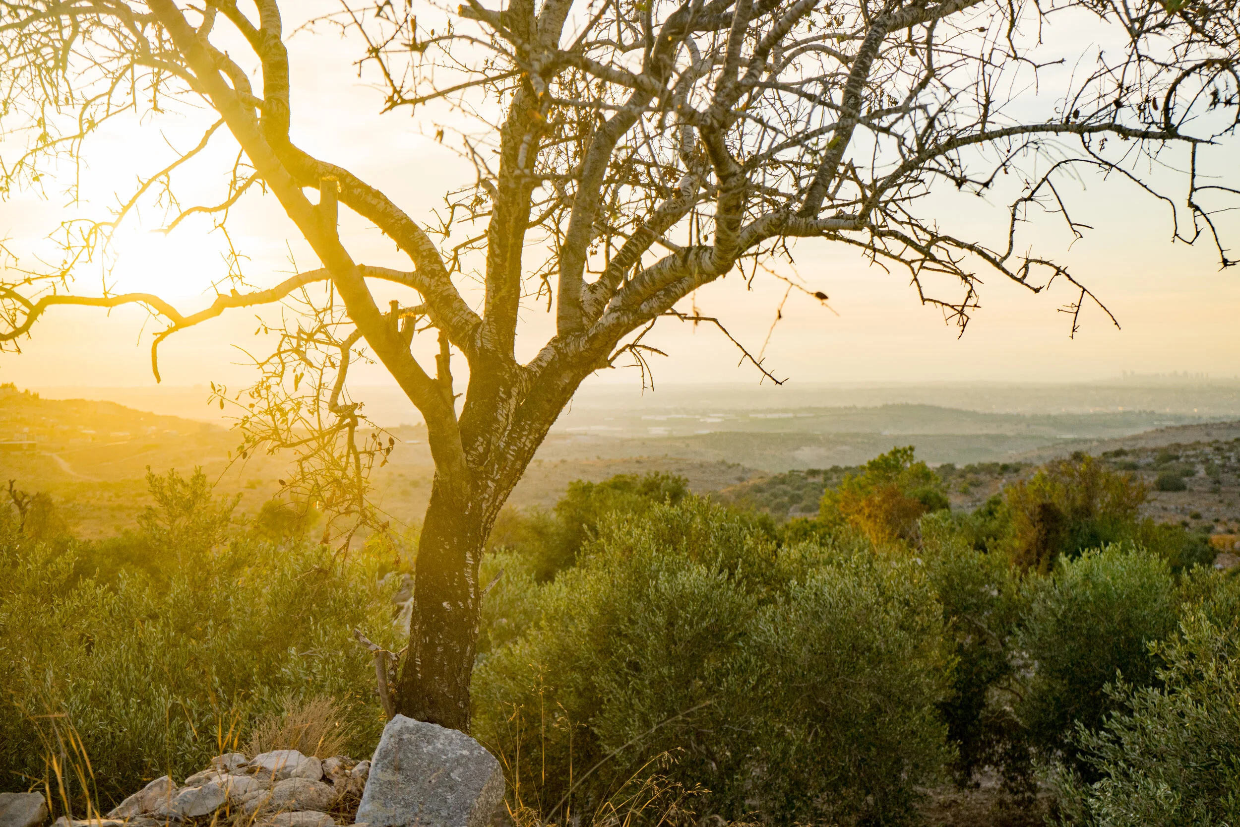 Olive groves of Kufr Aboush.
