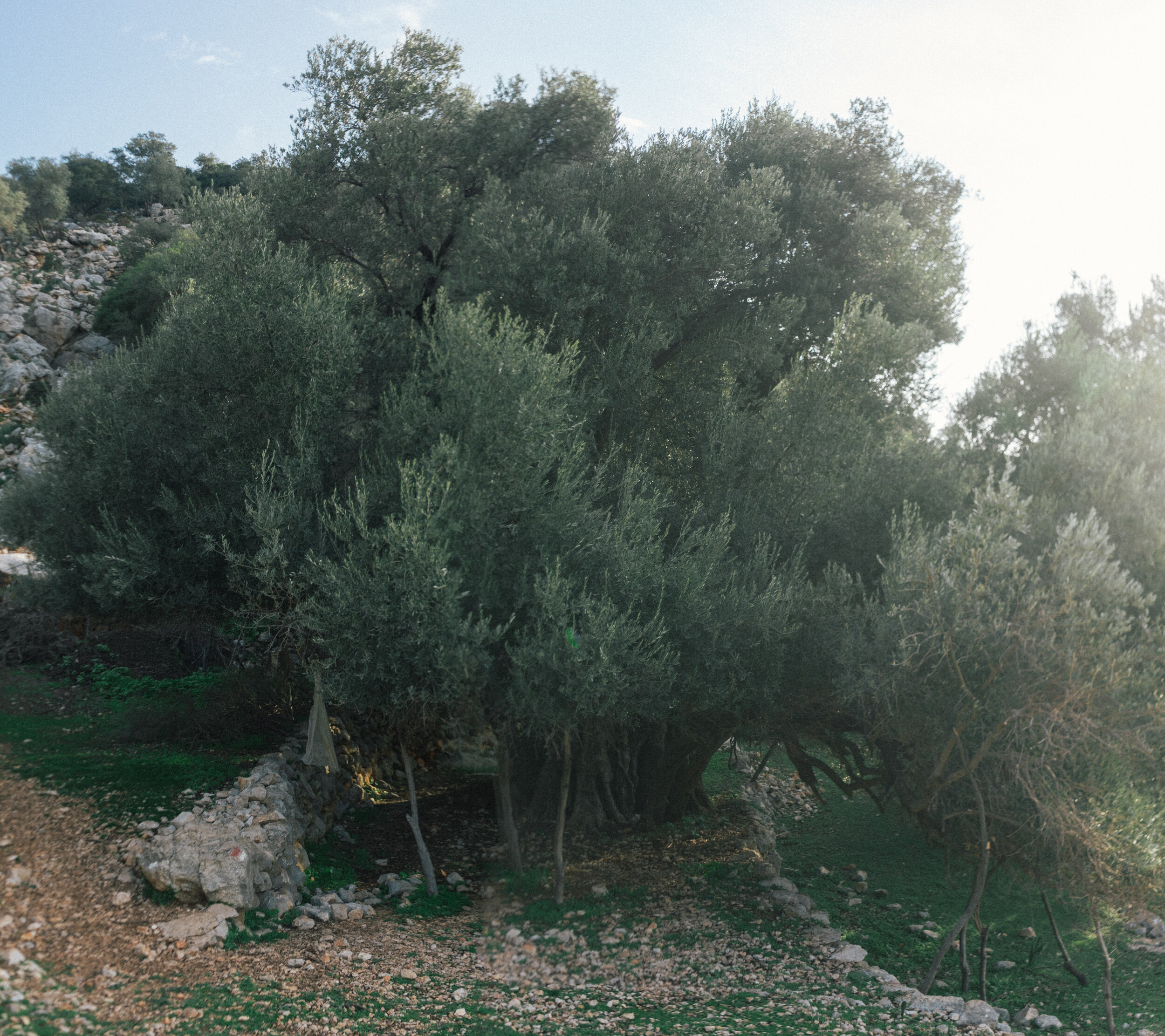 An ancient olive tree found on the way to Gey