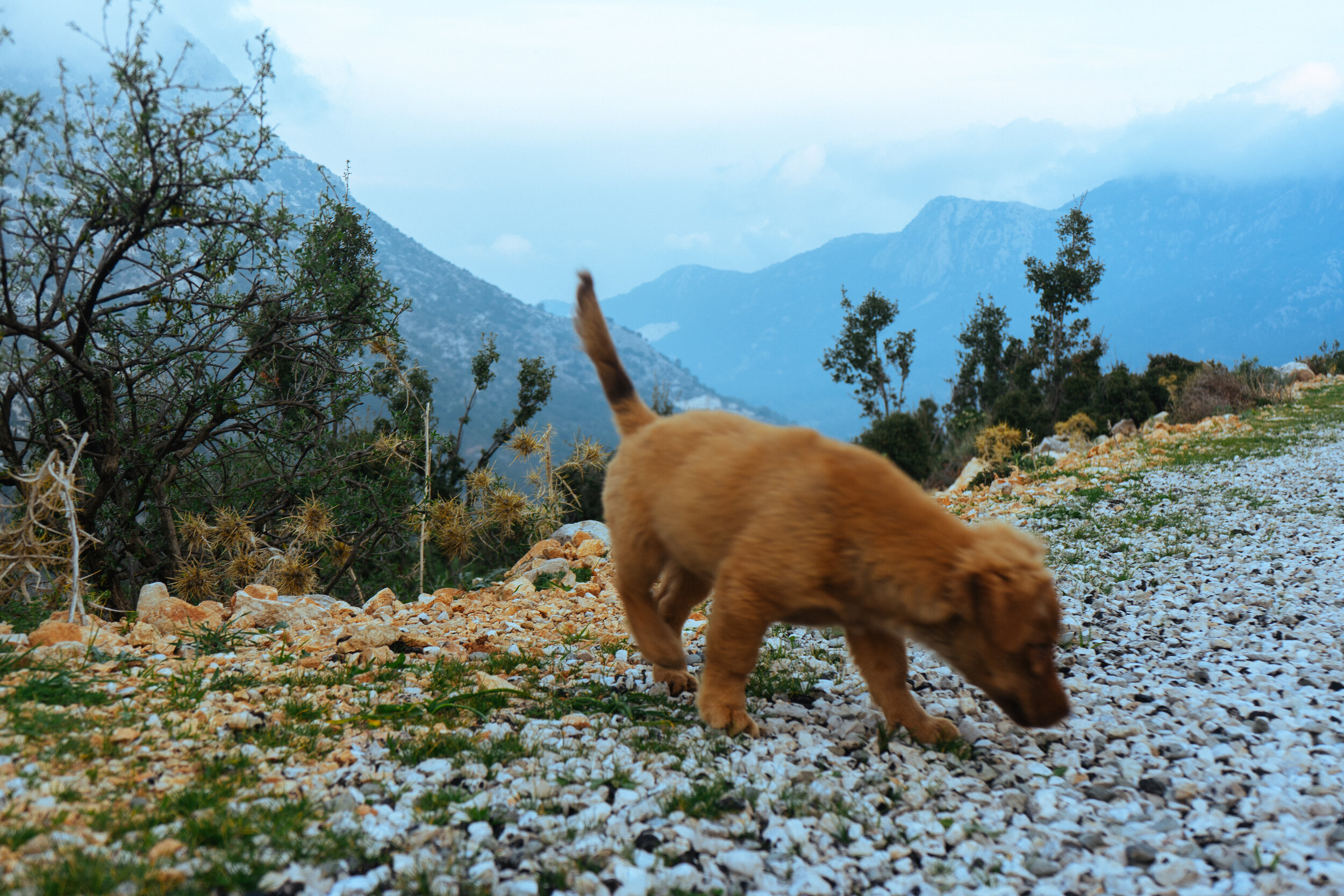 We met many adorable puppies along the way